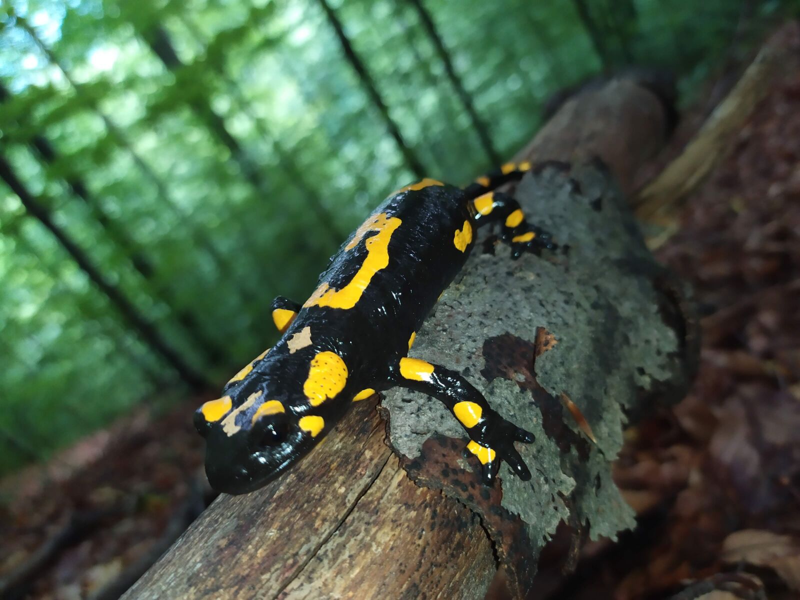 Xiaomi Redmi Note 7 sample photo. Amphibians, salamander, fire salamander photography