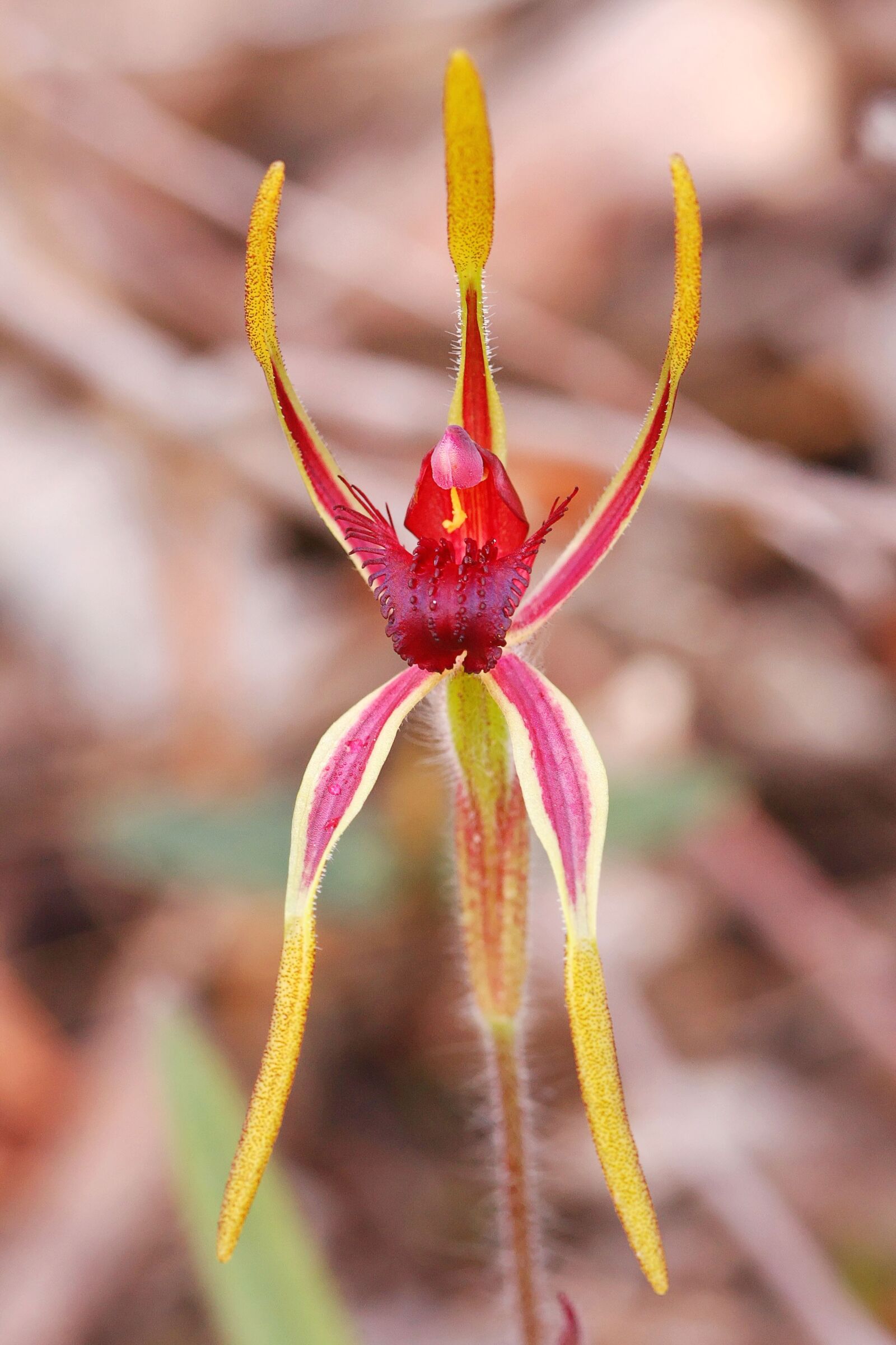 Canon EOS 40D sample photo. Reaching spider, orchid, western photography