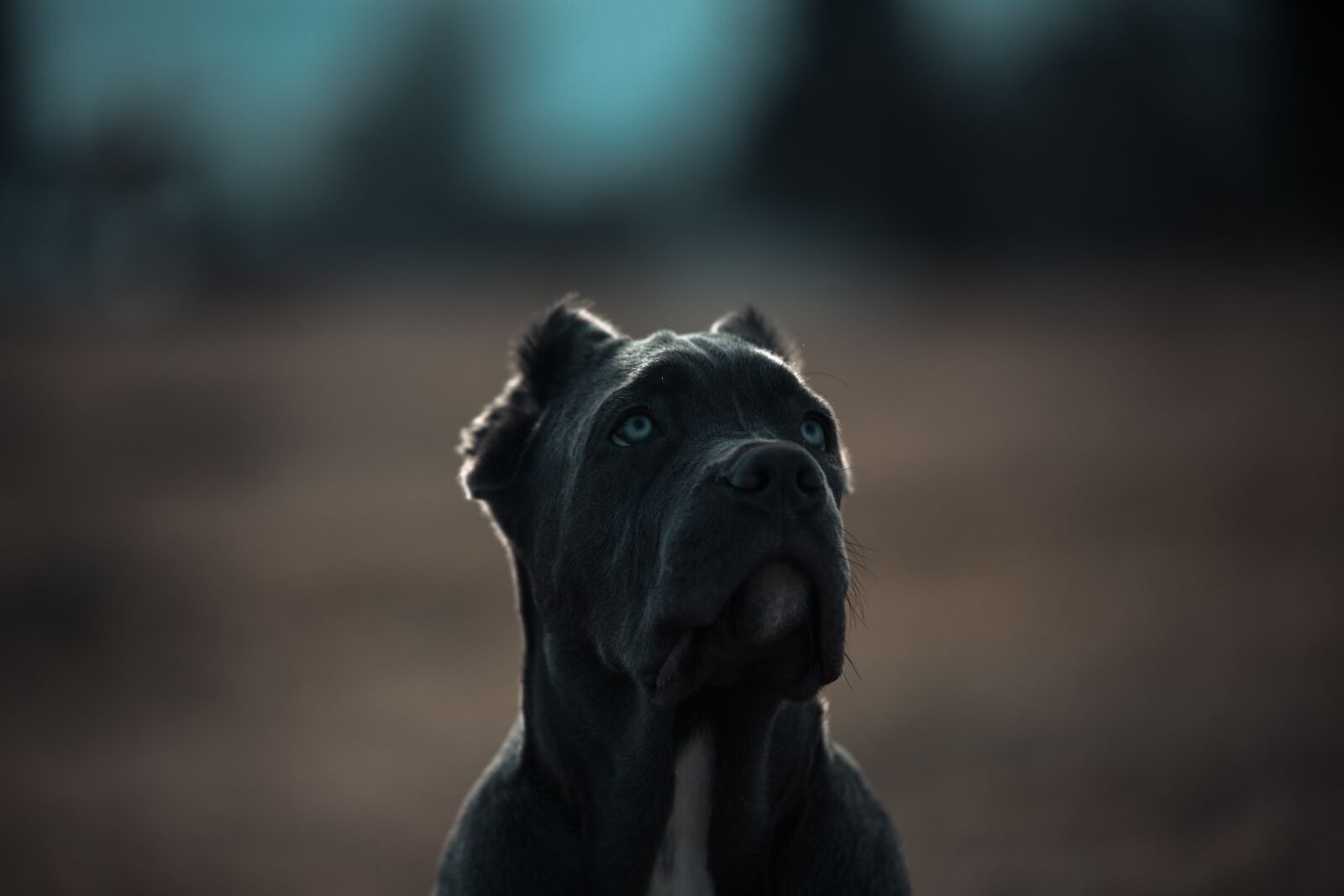 Canon EOS 6D sample photo. Bandog, puppy, blue eyes photography