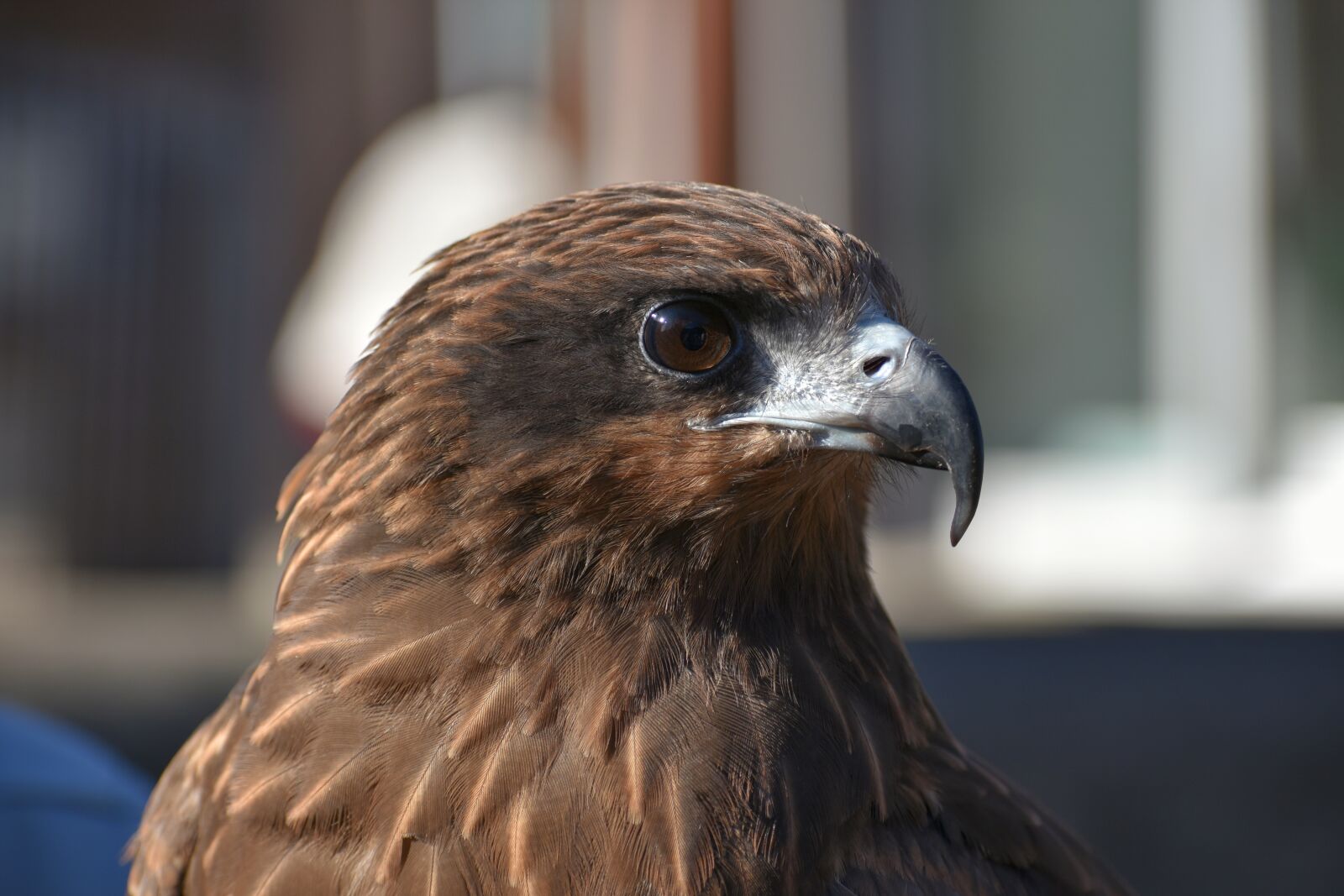 Nikon D7200 sample photo. Animal, bird, raptor photography