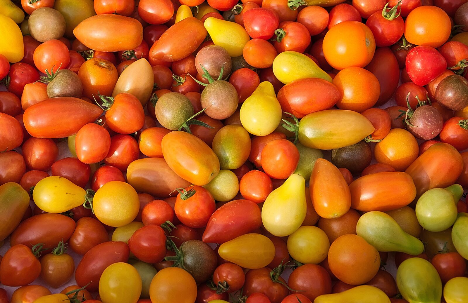 Nikon D3300 sample photo. Red tomatoes, yellow tomatoes photography