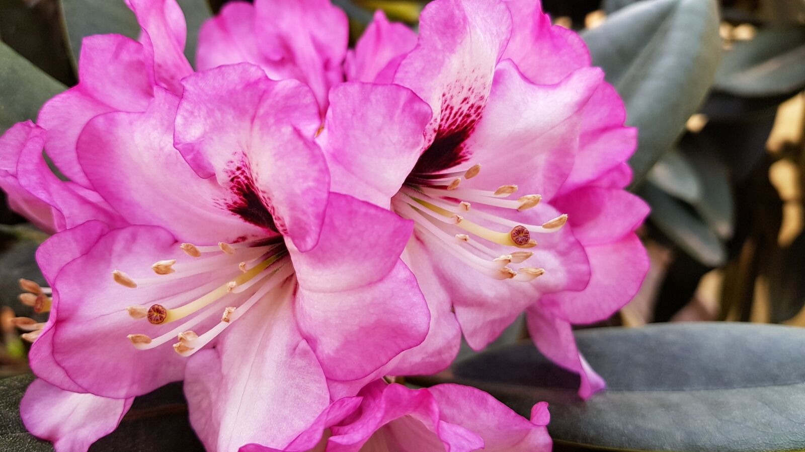 Samsung Galaxy S8 sample photo. Rododedron, flower, flowering photography
