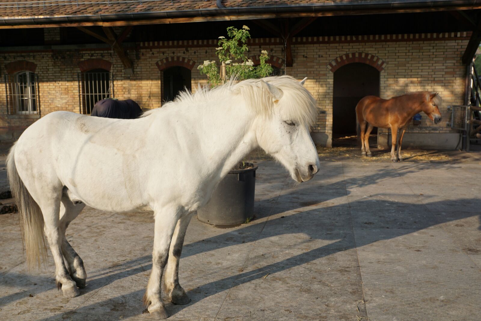 Sony ILCA-77M2 + Sony DT 16-50mm F2.8 SSM sample photo. Horse, white, mold photography