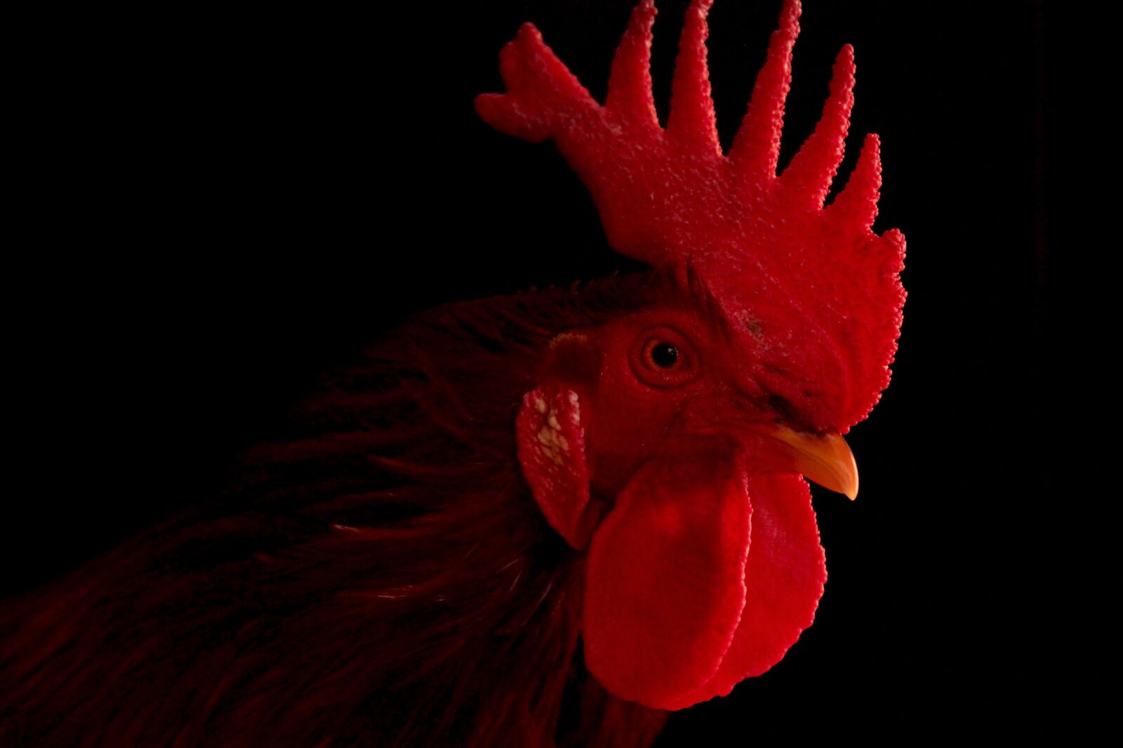 Canon EOS 550D (EOS Rebel T2i / EOS Kiss X4) sample photo. Gallo, ranch, animals photography
