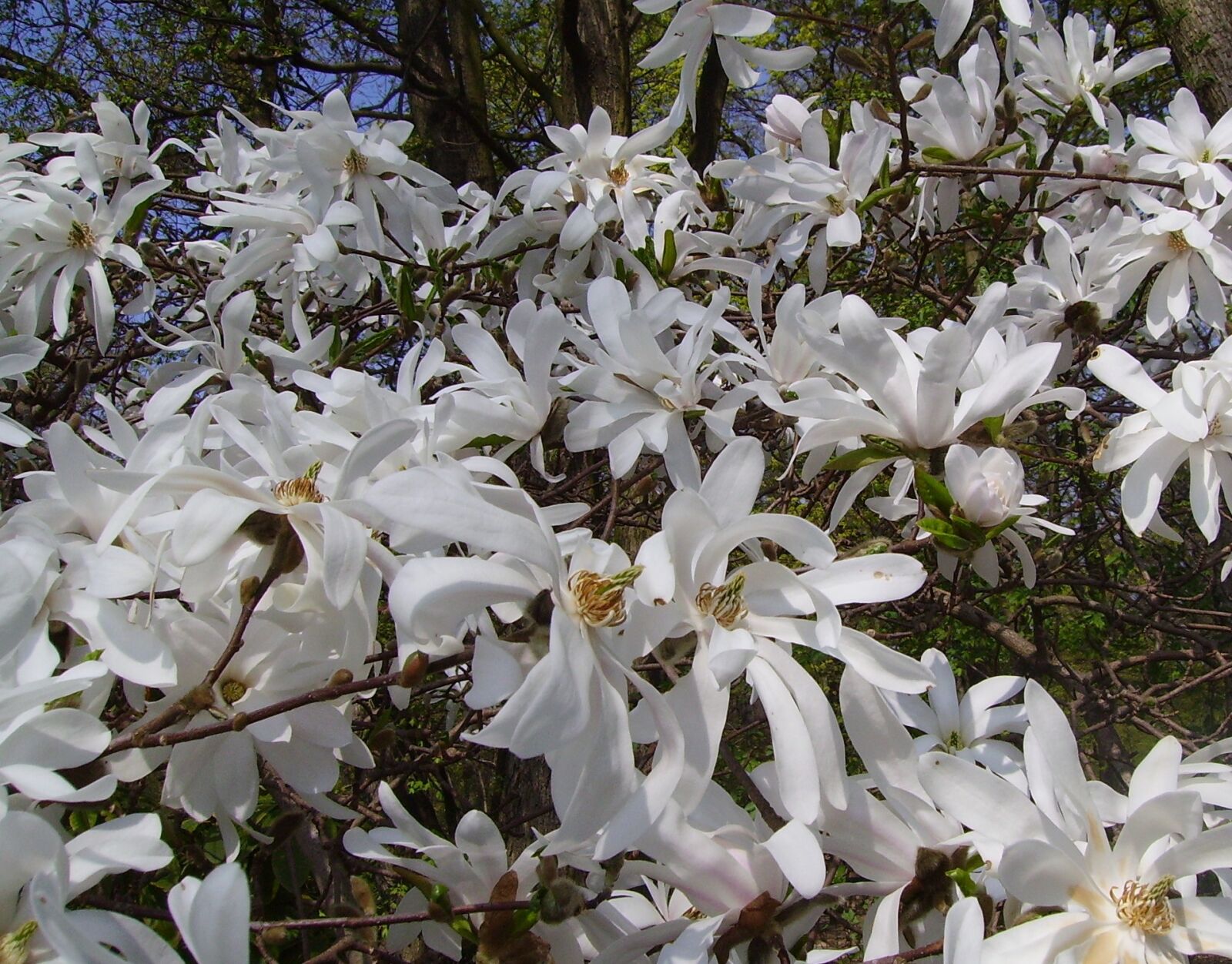 Pentax OPTIO 50L sample photo. Star magnolie, magnolia stellata photography
