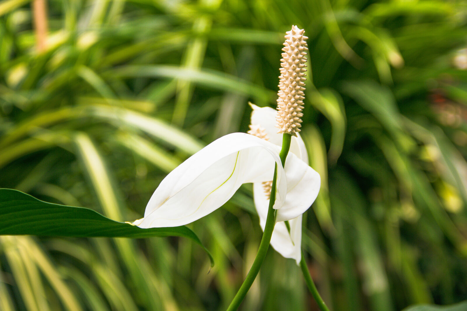 Canon EOS 600D (Rebel EOS T3i / EOS Kiss X5) sample photo. Flower, green, leaves, nature photography