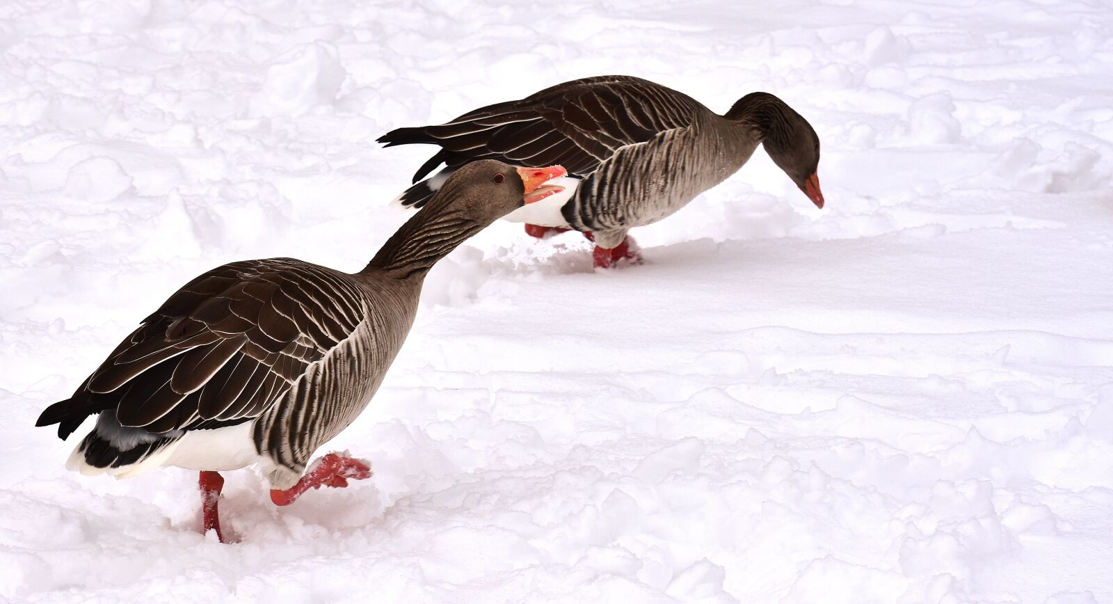 Nikon D7200 sample photo. Geese, waterfowl, poultry photography