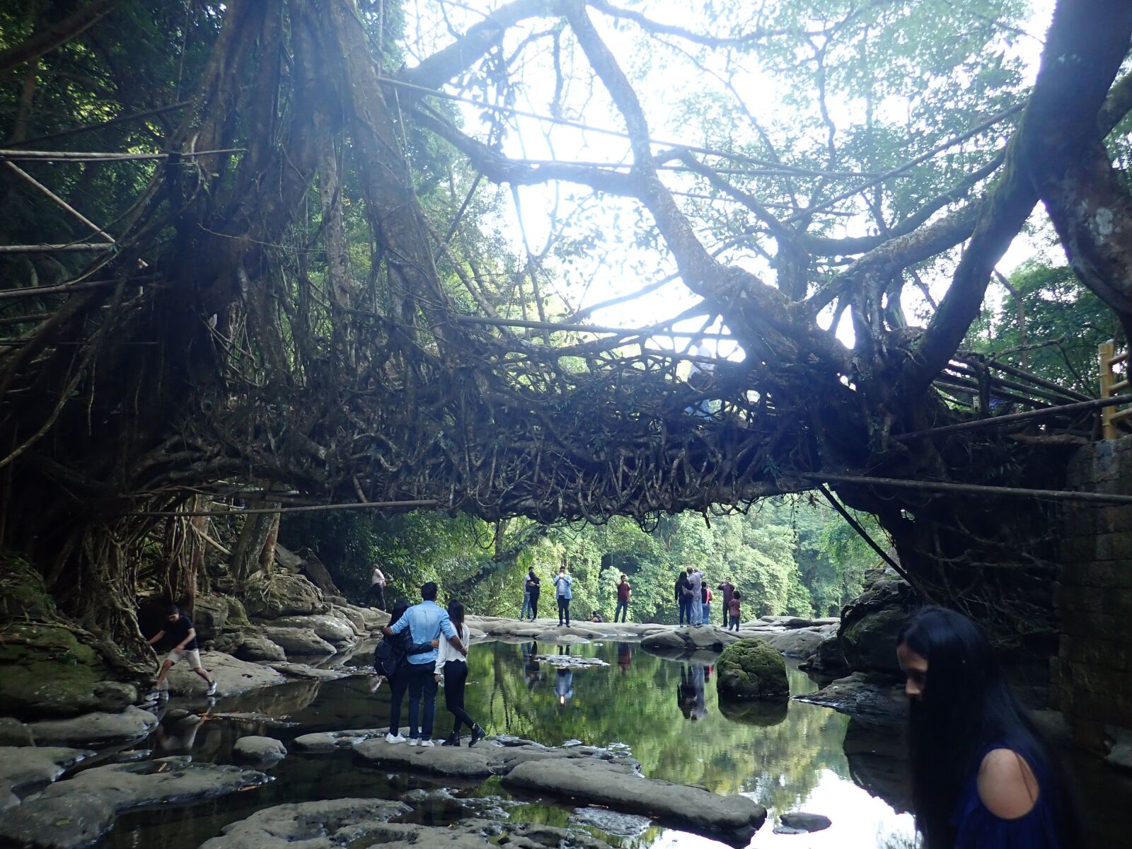 Olympus TG-5 sample photo. Roots, bridge, trees photography