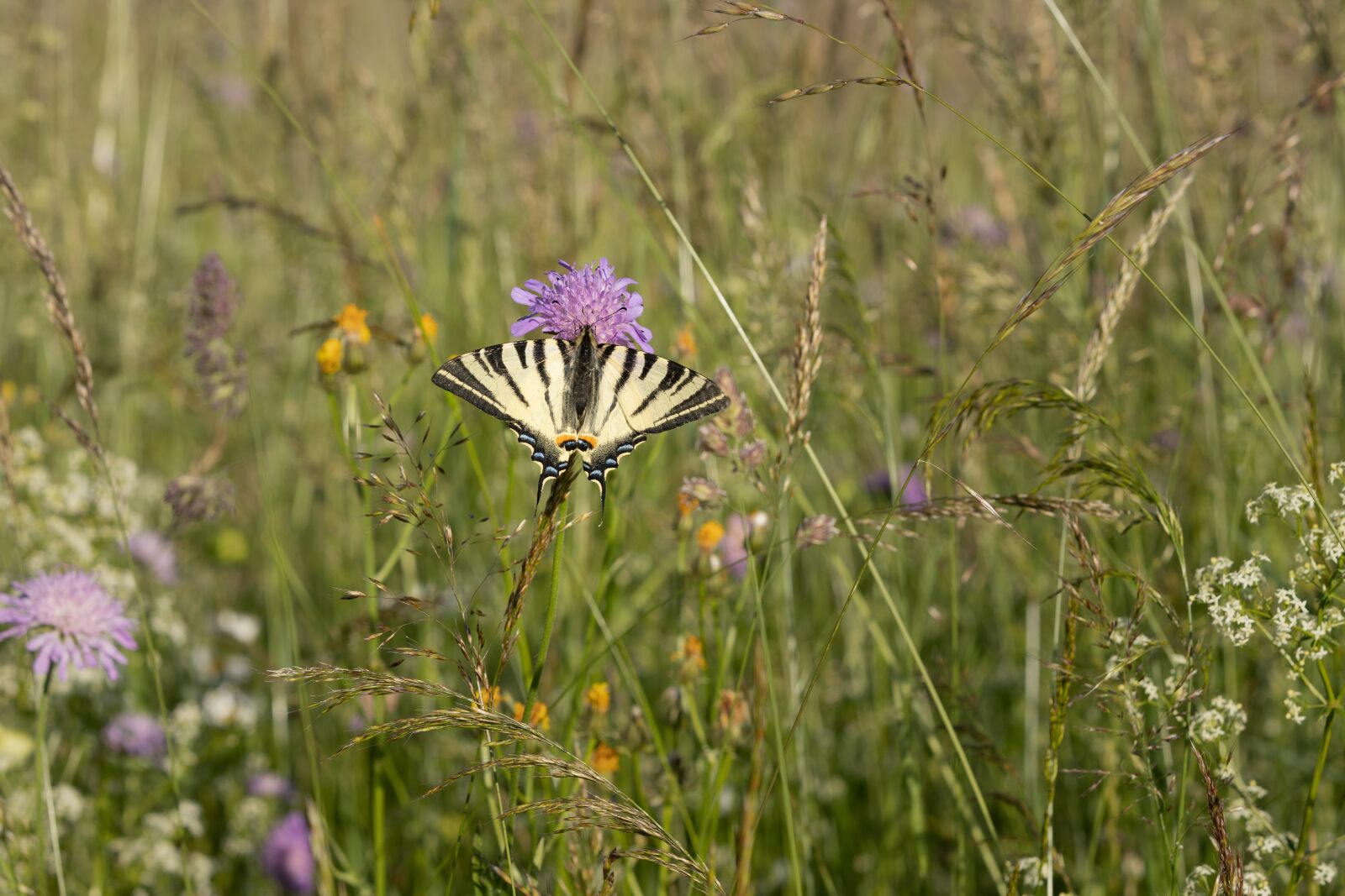Canon EOS 6D Mark II sample photo. Butterfly, scarce swallowtail, iphiclides photography