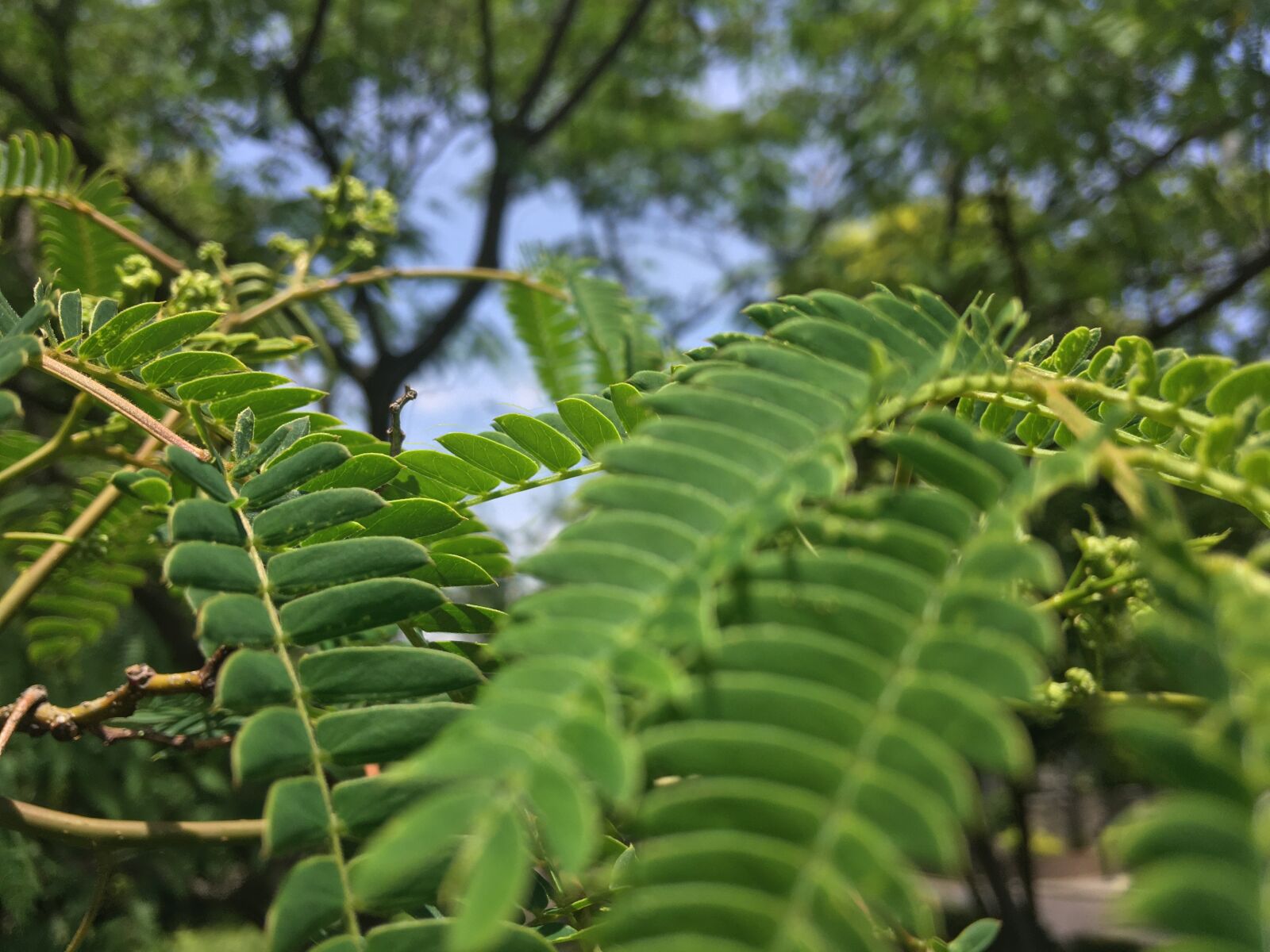 iPhone 6s Plus back camera 4.15mm f/2.2 sample photo. Plants, leaves, close-up photography