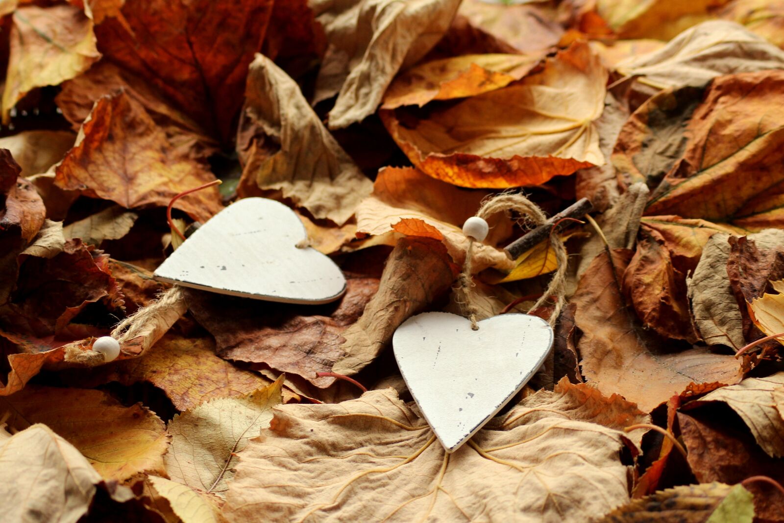 Canon EOS 1200D (EOS Rebel T5 / EOS Kiss X70 / EOS Hi) sample photo. Foliage, autumn, heart photography