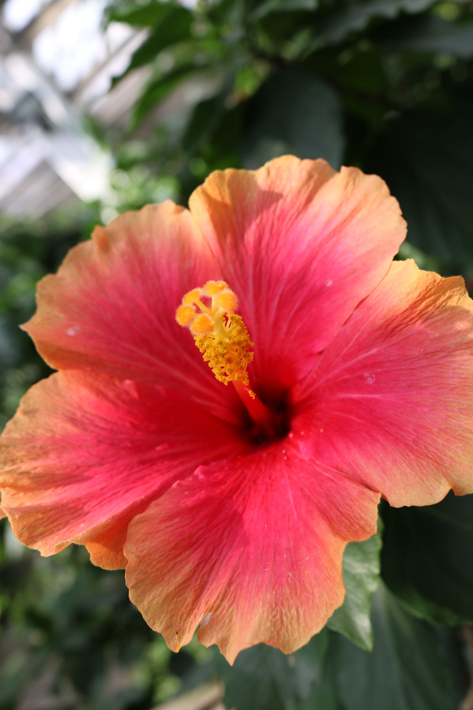 Canon EOS 750D (EOS Rebel T6i / EOS Kiss X8i) sample photo. Hibiscus, red, orange photography