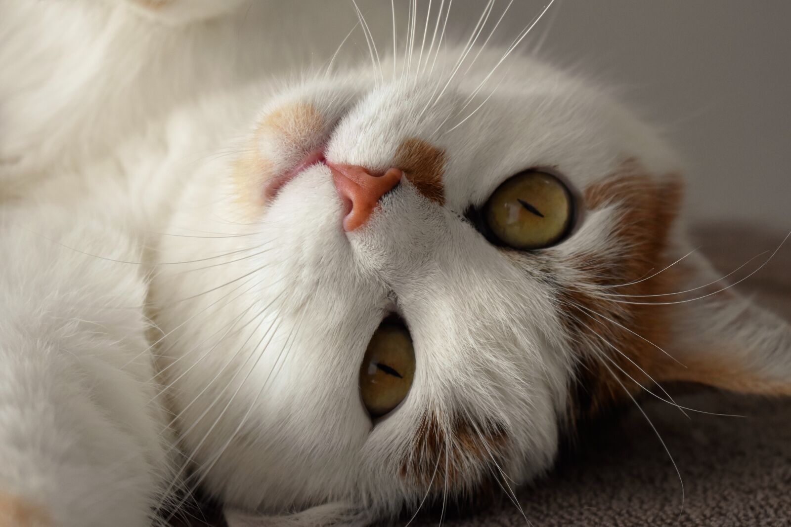 Nikon D5500 sample photo. Cat, animal, white photography