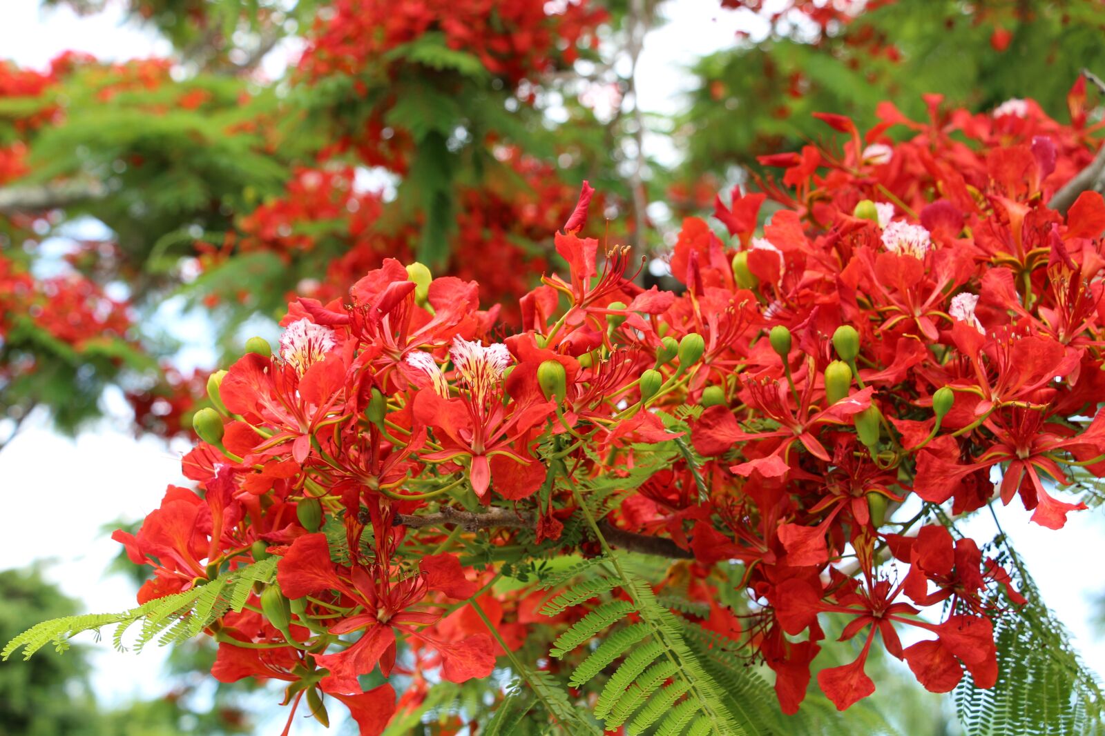 Canon EOS 700D (EOS Rebel T5i / EOS Kiss X7i) sample photo. Reunion island, flamboyant, nature photography