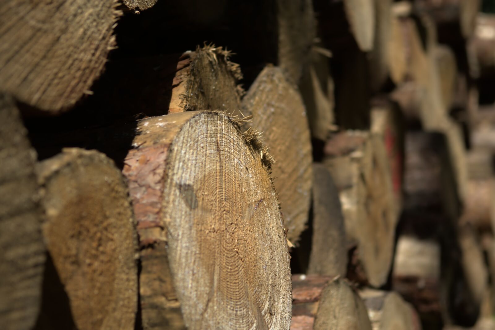 Nikon D7200 sample photo. Tree, nature, wood photography