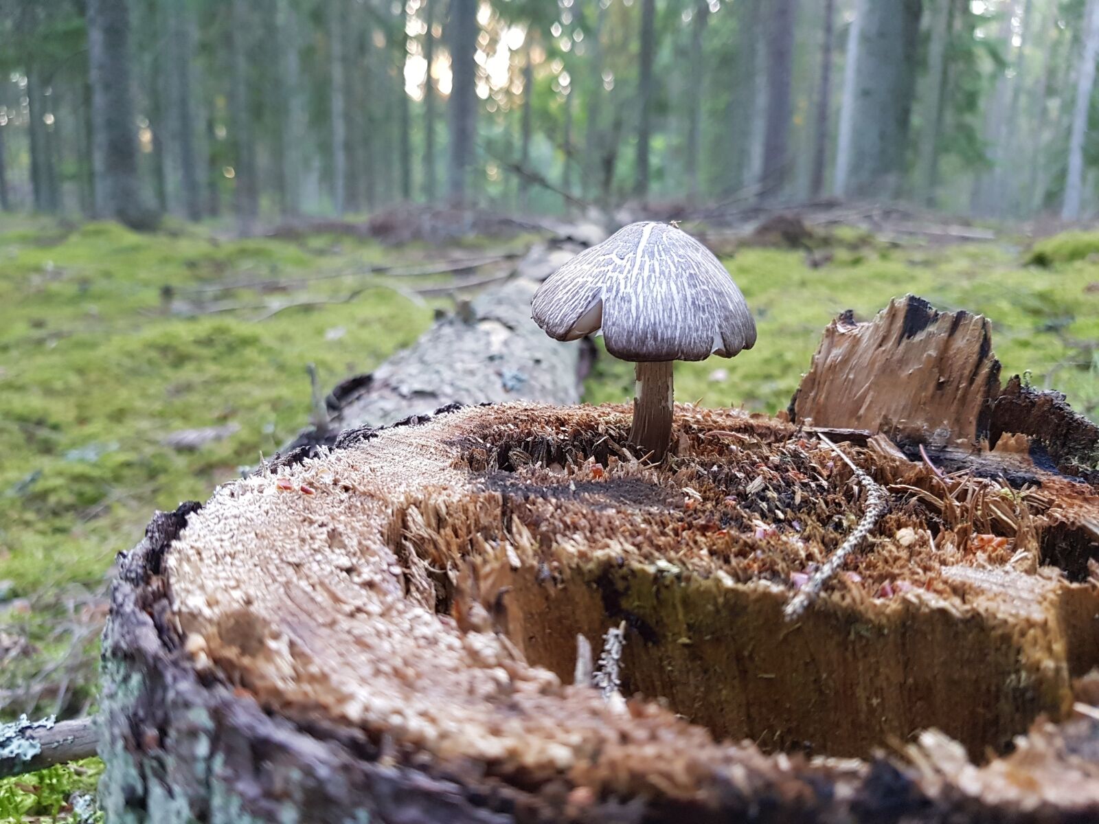 Samsung Galaxy S8+ sample photo. Mushroom, forest, stump photography