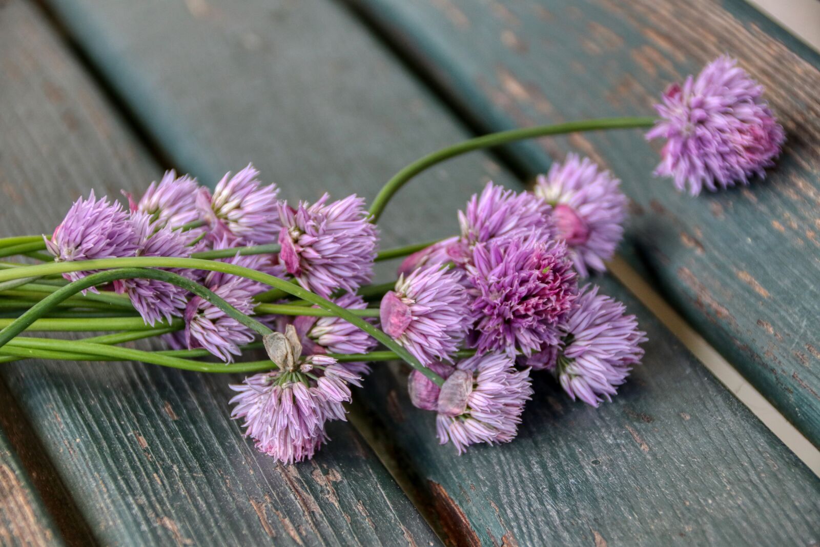 Canon EOS 80D sample photo. Flowers, purple, spring photography