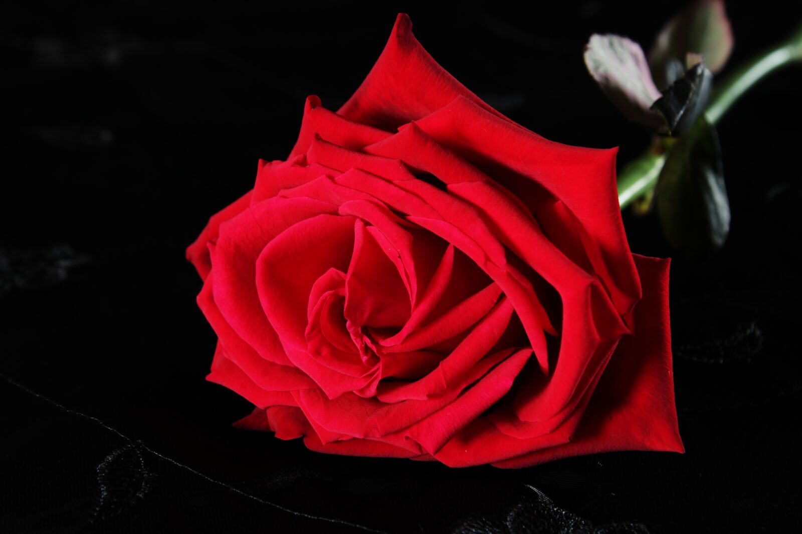 Canon EOS 2000D (EOS Rebel T7 / EOS Kiss X90 / EOS 1500D) sample photo. Red rose, black, rose photography