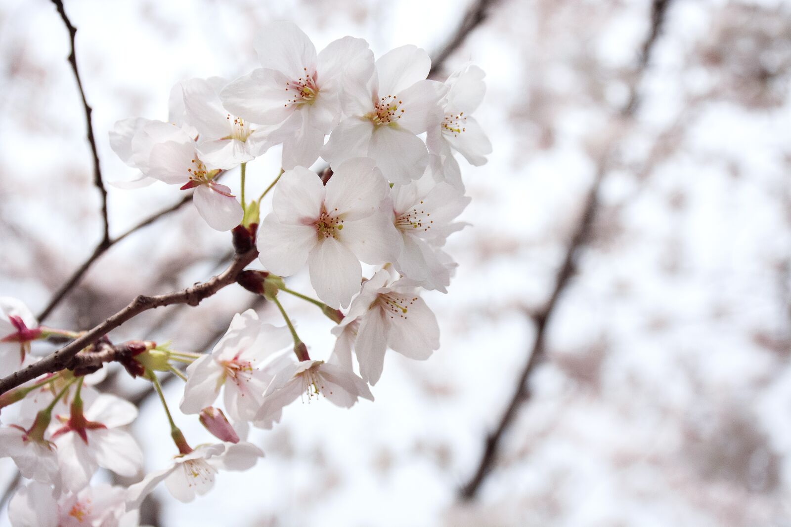 Nikon D7100 sample photo. Cherry wood, branch, tree photography