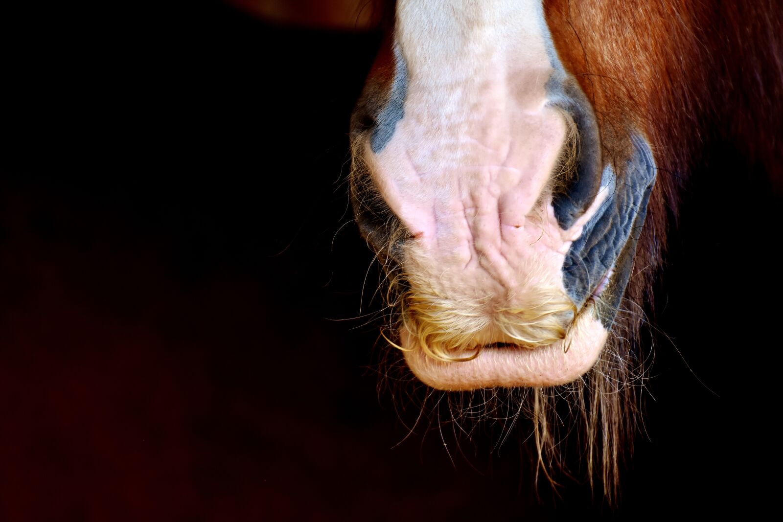 Nikon D7200 sample photo. Horse snout, shire horse photography