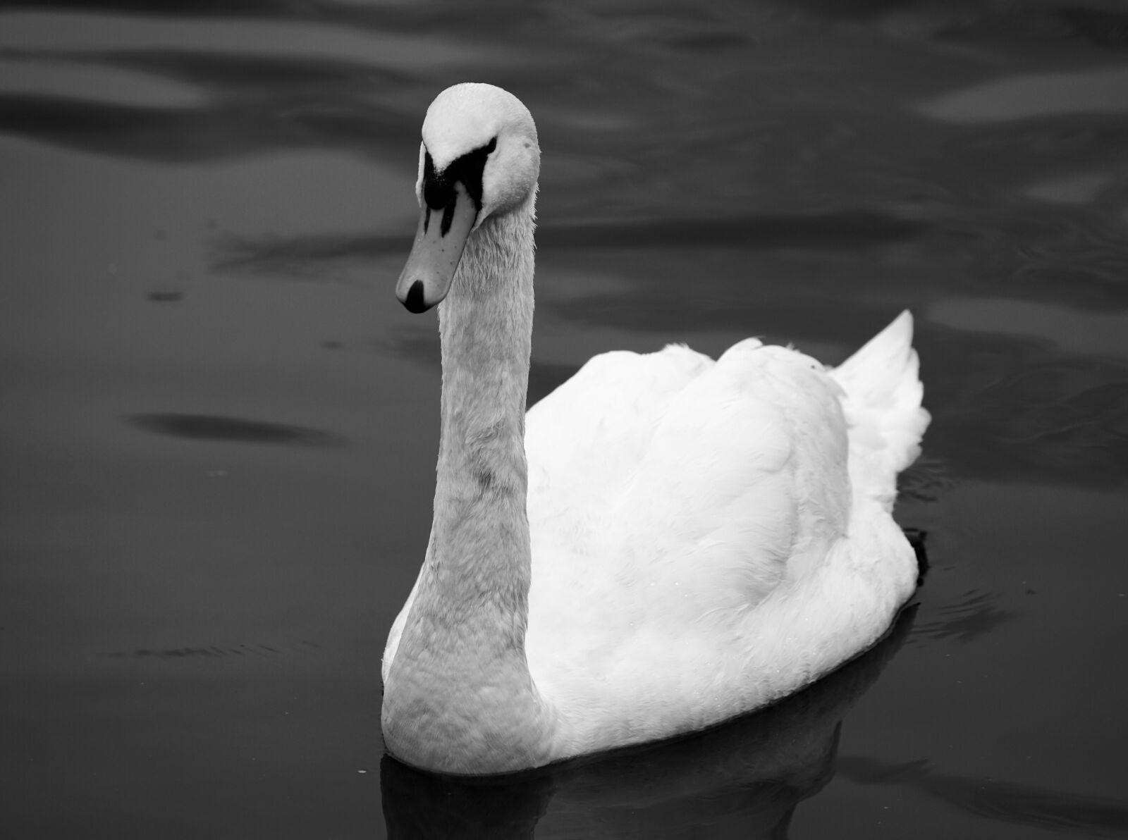 Sony a7R II + Sony FE 70-300mm F4.5-5.6 G OSS sample photo. Swan, black and white photography