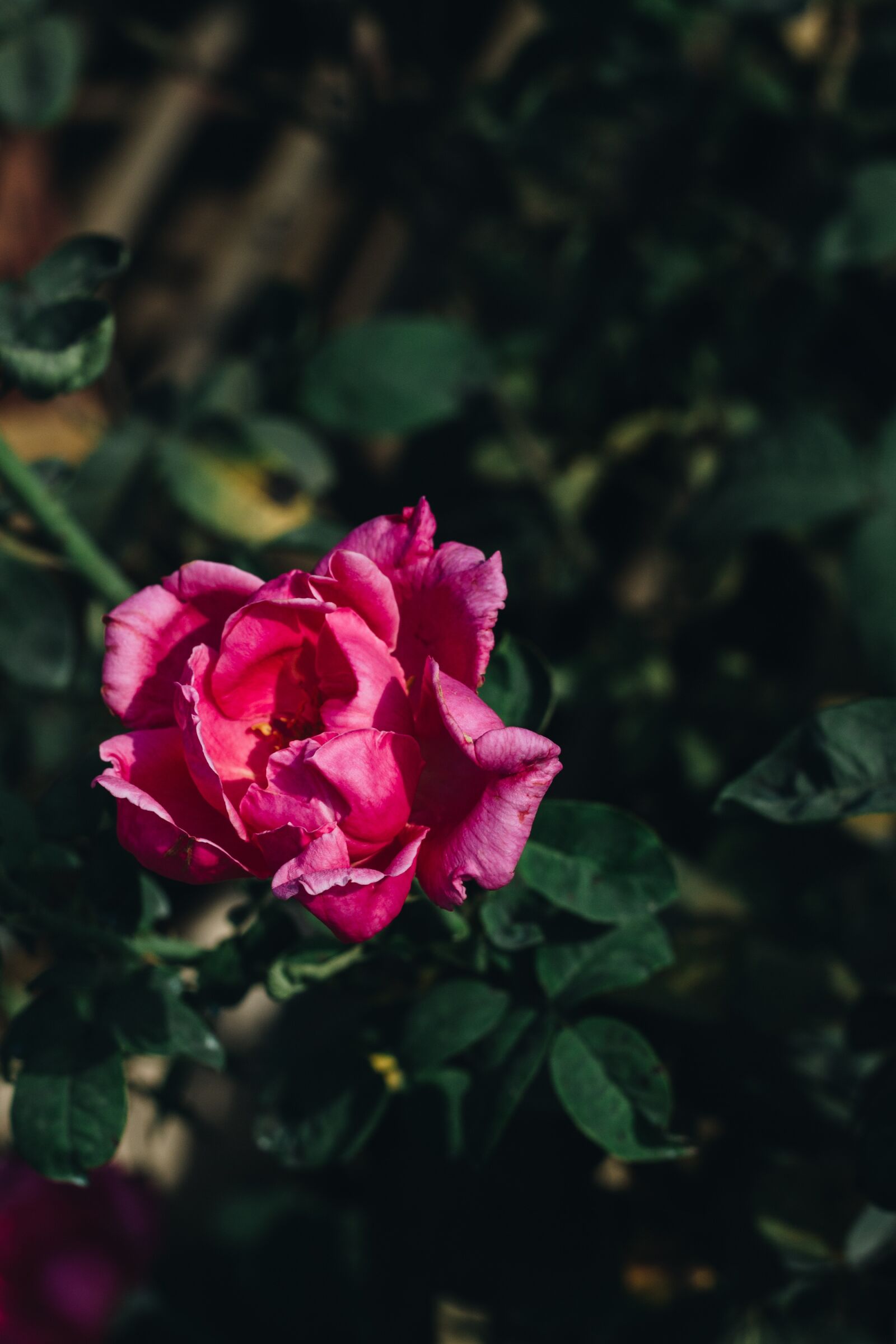 Canon EOS 700D (EOS Rebel T5i / EOS Kiss X7i) + Canon EF 50mm F1.8 II sample photo. Rose, roses, flower photography