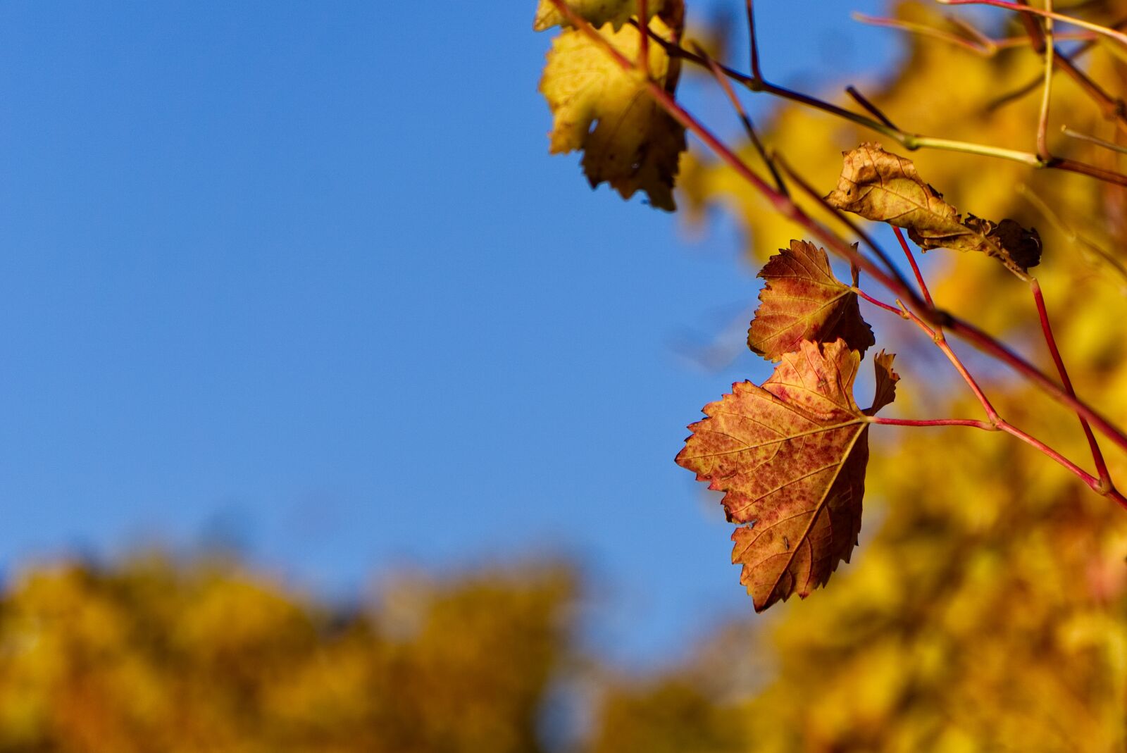 Sony E 55-210mm F4.5-6.3 OSS sample photo. Vineyard, vine, autumn photography