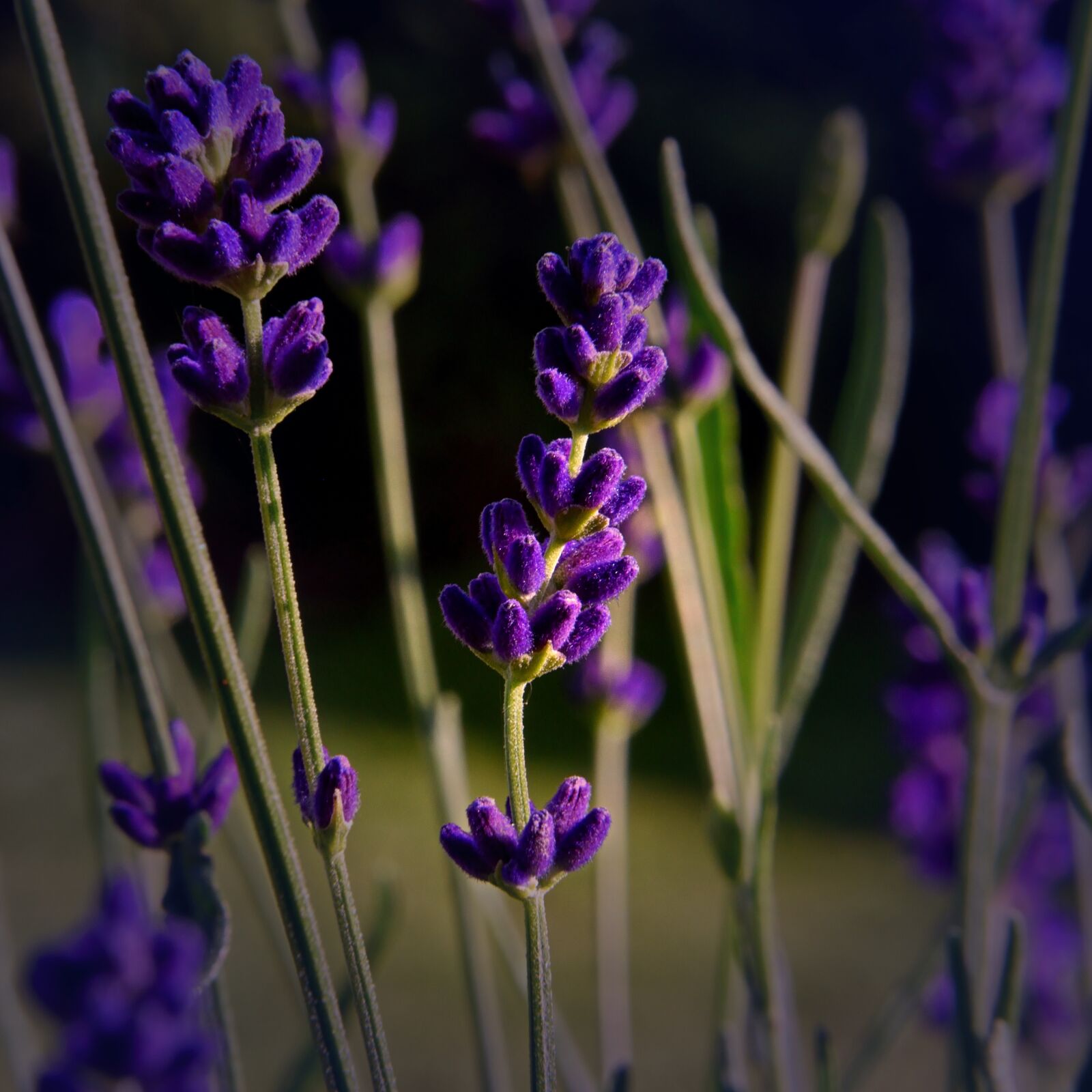 Nikon D5500 sample photo. Lavender, flowers, violet photography