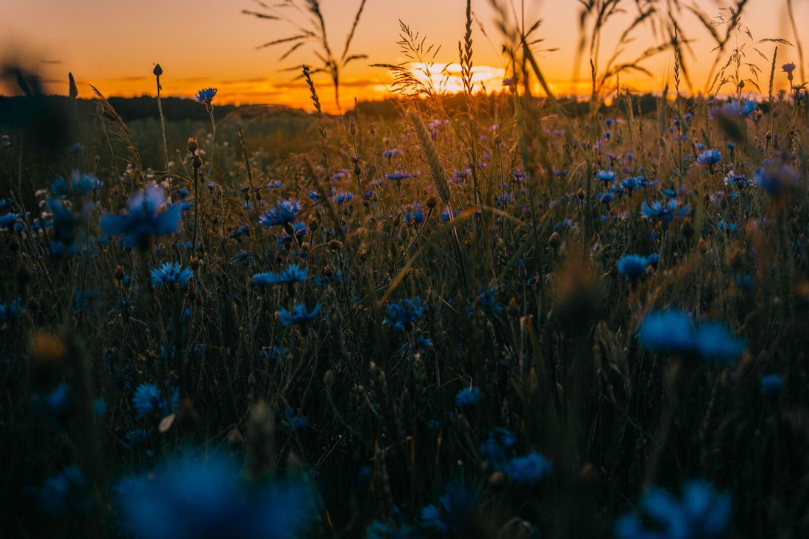 Nikon D5200 + Nikon AF-S DX Nikkor 18-105mm F3.5-5.6G ED VR sample photo. Countryside, dawn, dusk, field photography