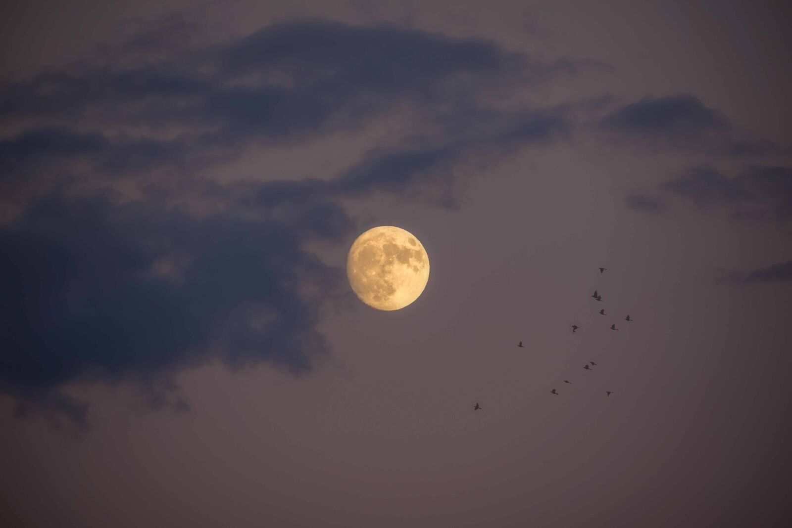 Nikon D750 sample photo. Moon, clouds, birds photography