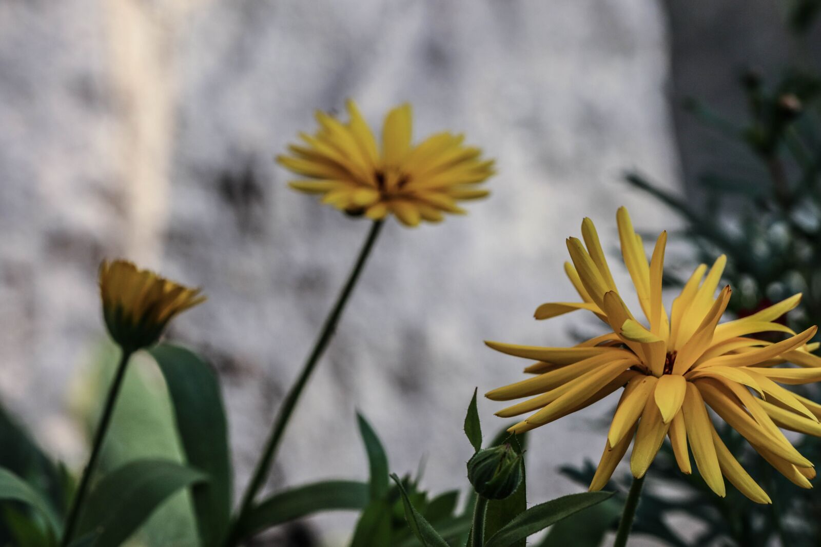 Canon EOS 7D Mark II sample photo. Flower, yellow, nature photography