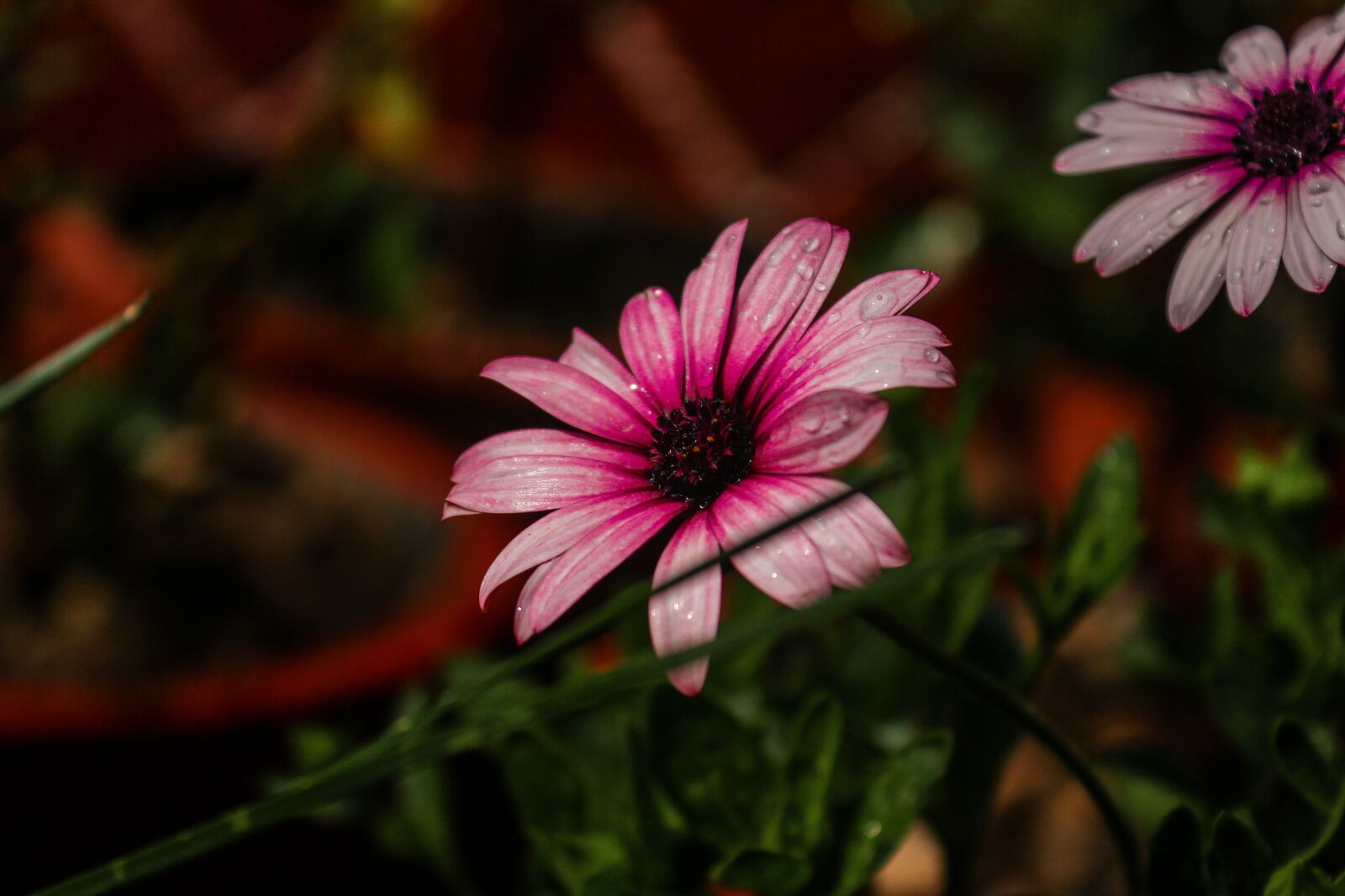 Canon EOS 700D (EOS Rebel T5i / EOS Kiss X7i) sample photo. Dark flower, purple, plant photography