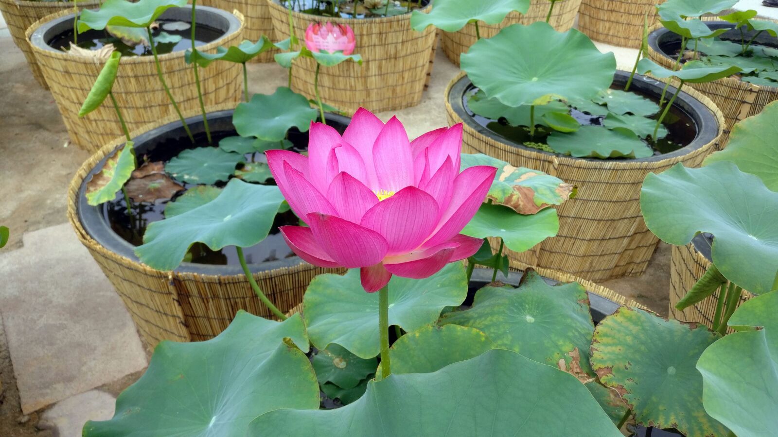 OnePlus A3003 sample photo. Lotus blossom, pond, flowers photography