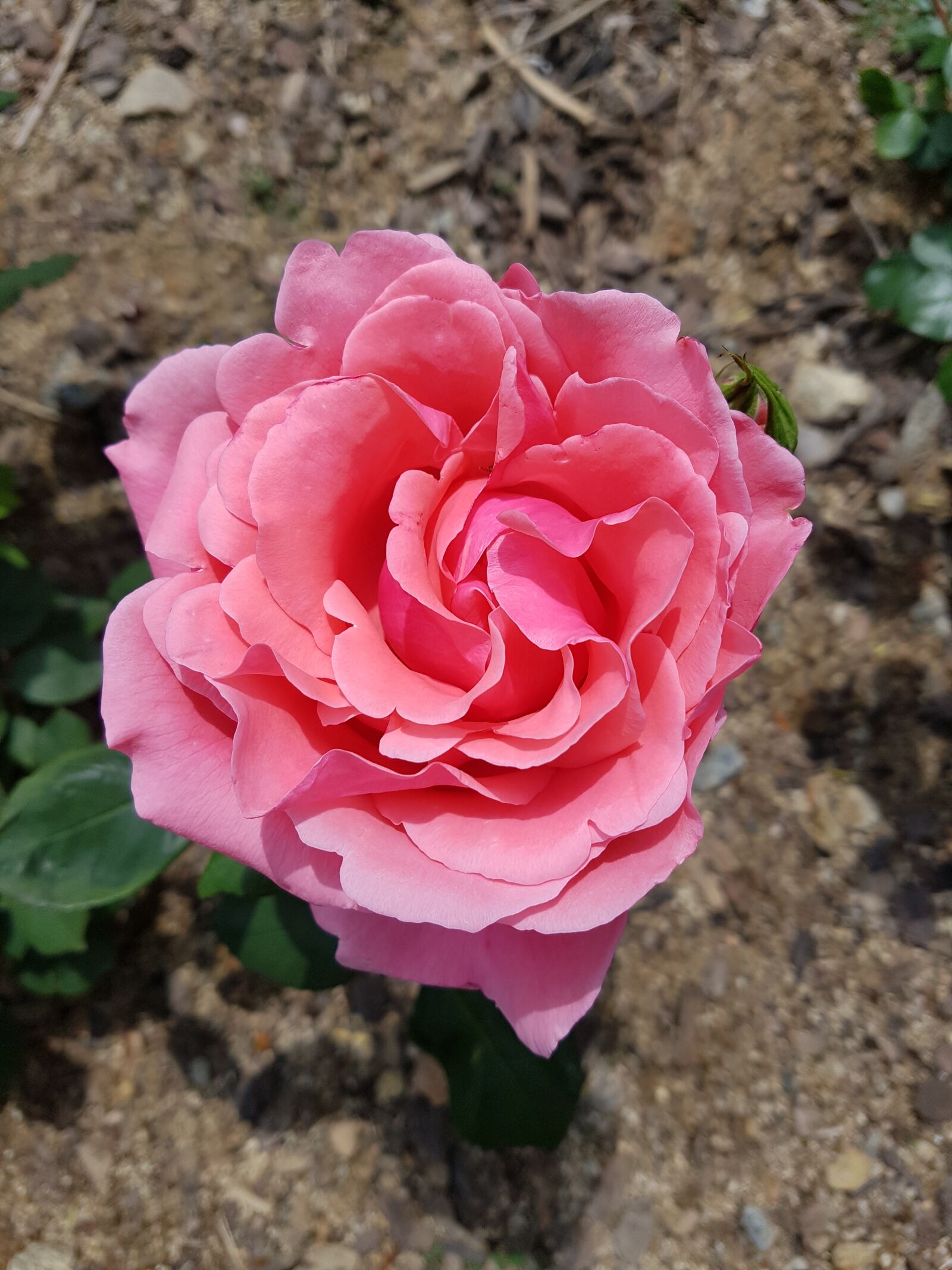 Samsung Galaxy S7 sample photo. Pink rose, pink flowers photography
