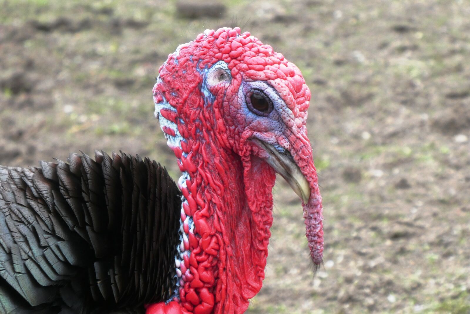 Panasonic Lumix DC-ZS70 (Lumix DC-TZ90) sample photo. Turkey, head, bird photography