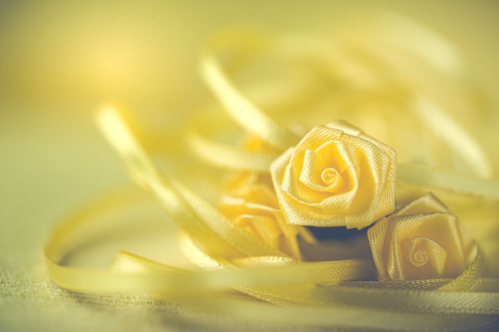 Canon EF 100mm F2.8L Macro IS USM sample photo. Yellow, flower, ribbon photography