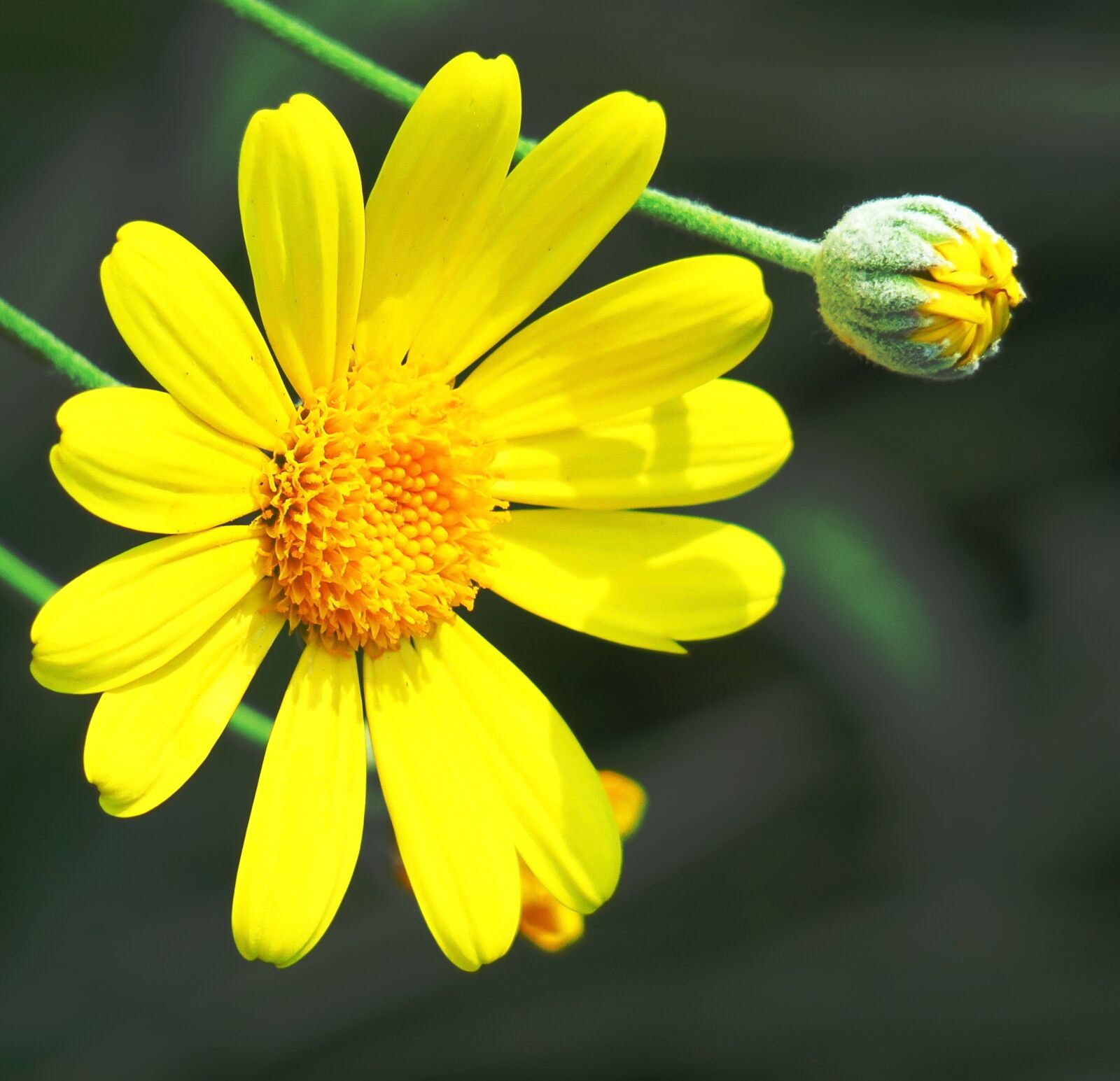 Canon PowerShot G3 X sample photo. Nature, plant, flower photography