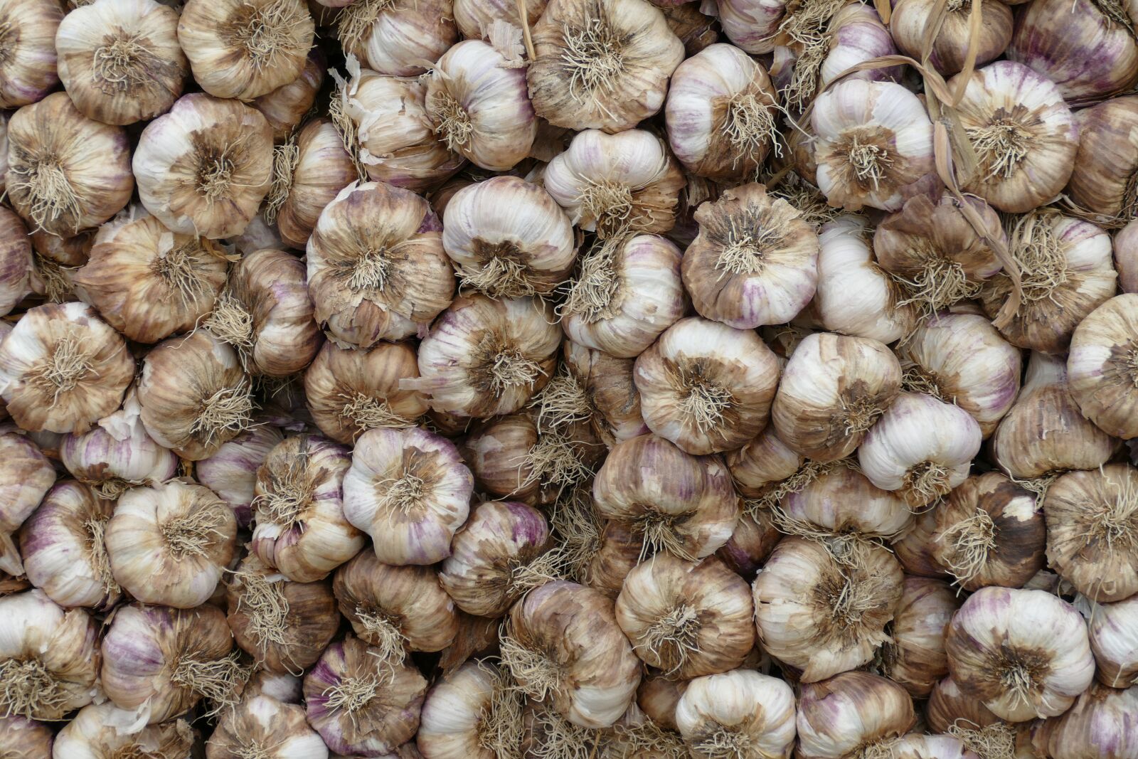 Panasonic Lumix DMC-FZ1000 sample photo. Garlic, bol, plant photography