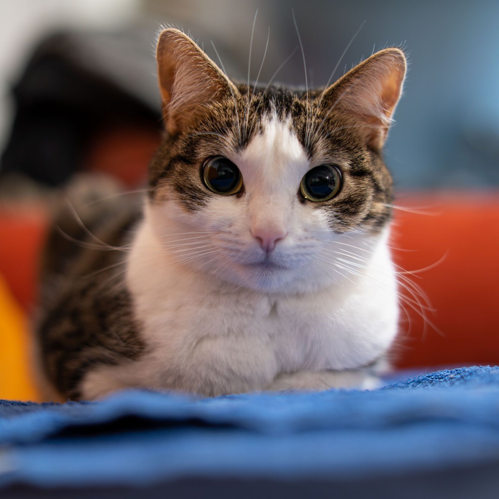 Sony a7R IV + Samyang AF 50mm F1.4 FE sample photo. Cat stare photography