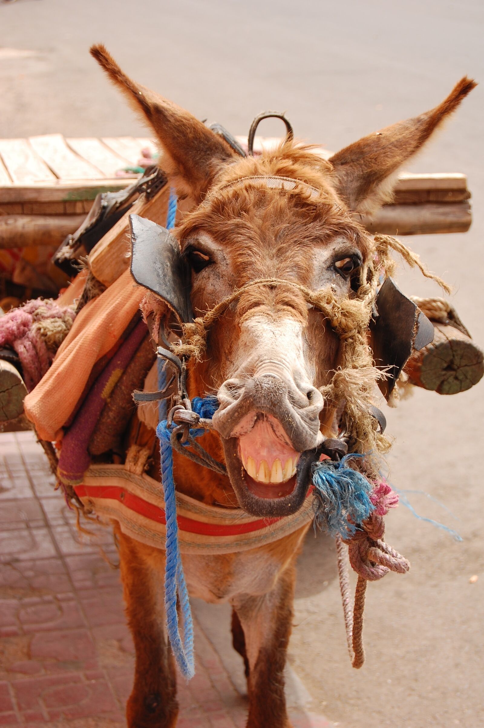 Nikon D40 sample photo. Donkey, marrakesh, morocco photography
