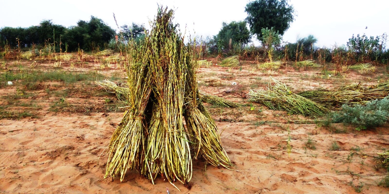 TECNO MOBILE LIMITED TECNO IN1 sample photo. Sesame plant, sesame, plant photography