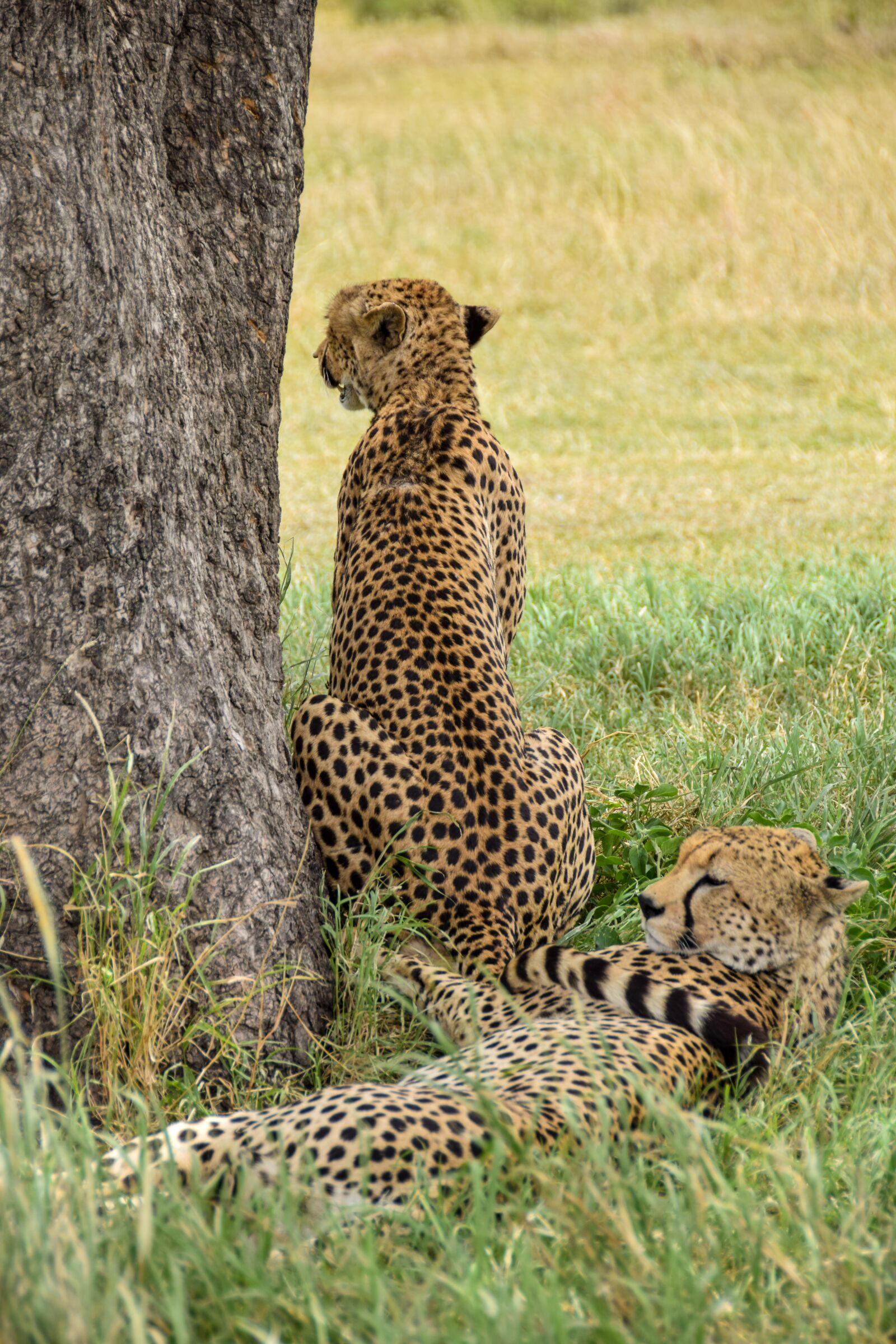 Nikon D5300 sample photo. Cheetah, safari, animal photography