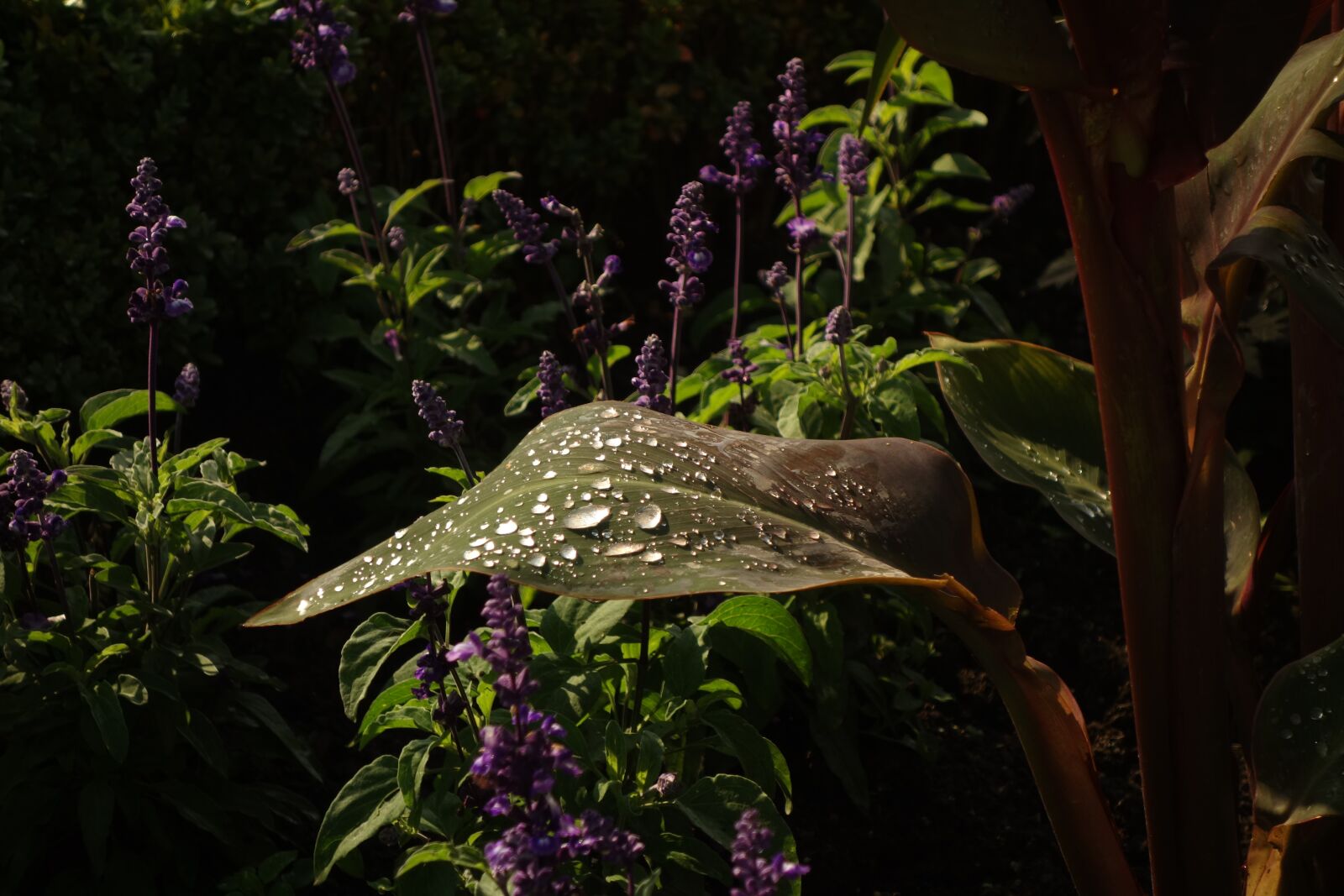 Sony Cyber-shot DSC-RX100 sample photo. Raindrop, leaf, nature photography