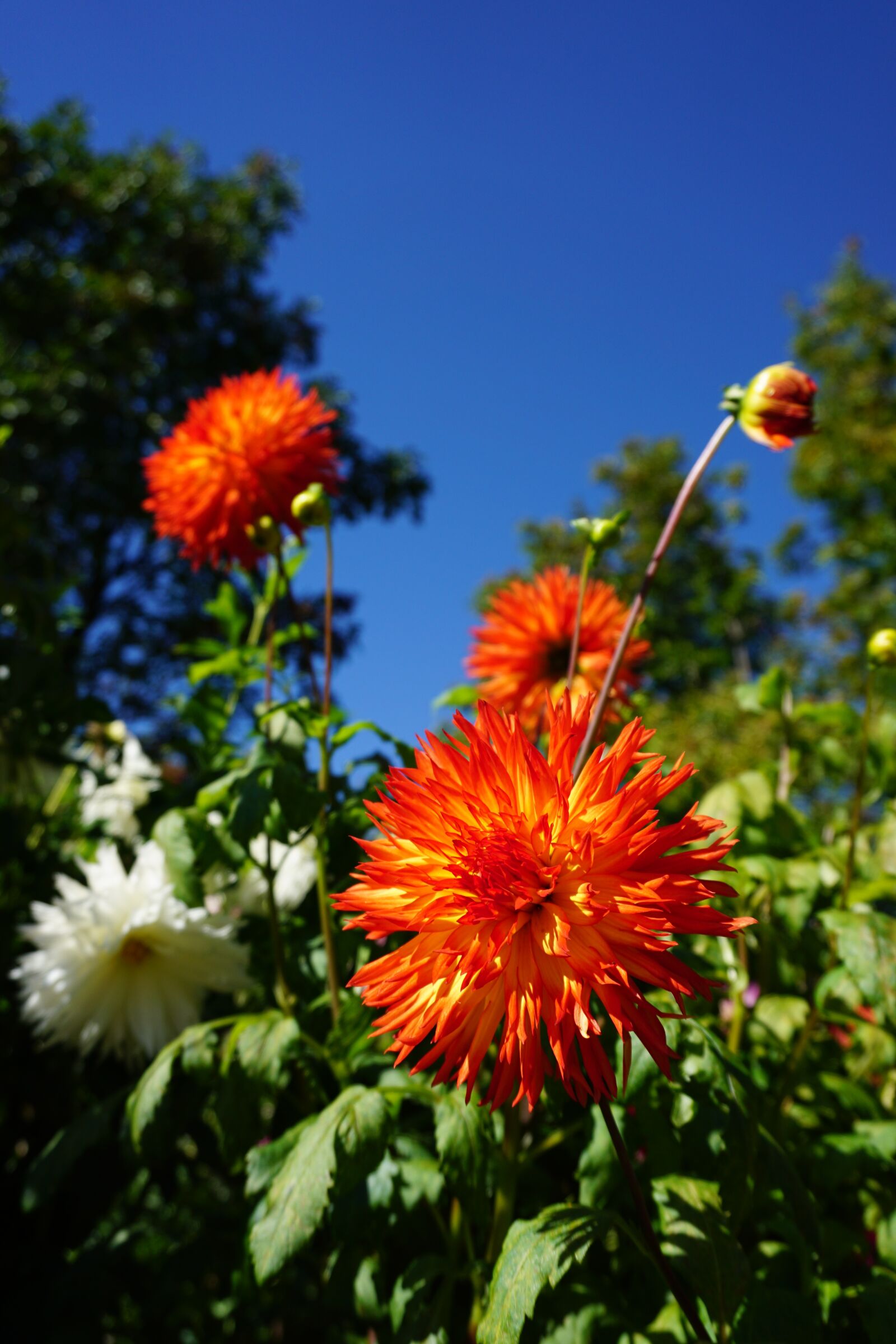 Sony a6000 sample photo. Dahlias, garden, blossom photography