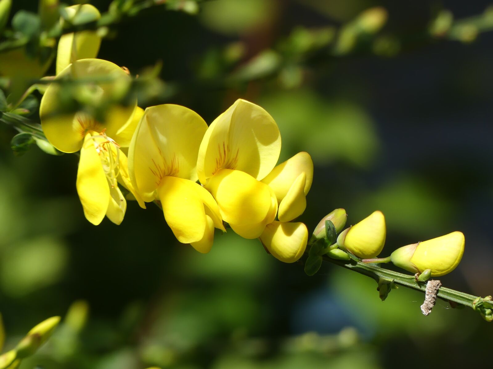 Panasonic Lumix DMC-FZ300 sample photo. Broom, yellow, close up photography