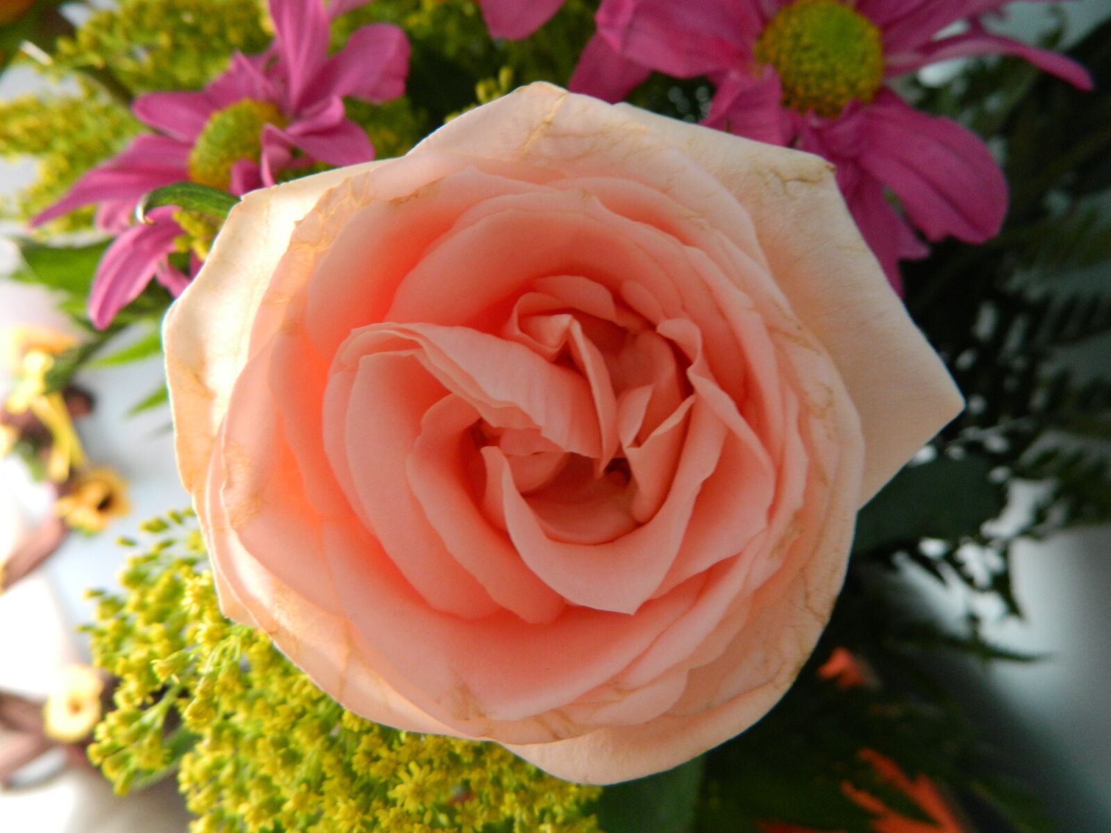 Nikon Coolpix L120 sample photo. Rosa, nature, flower photography