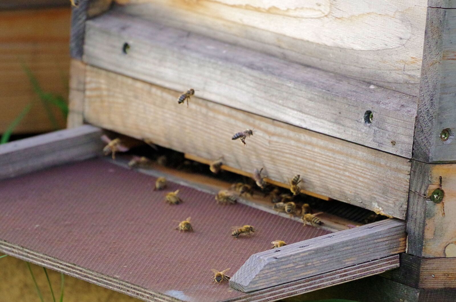Pentax K-70 sample photo. Honey bee, beehive, insect photography