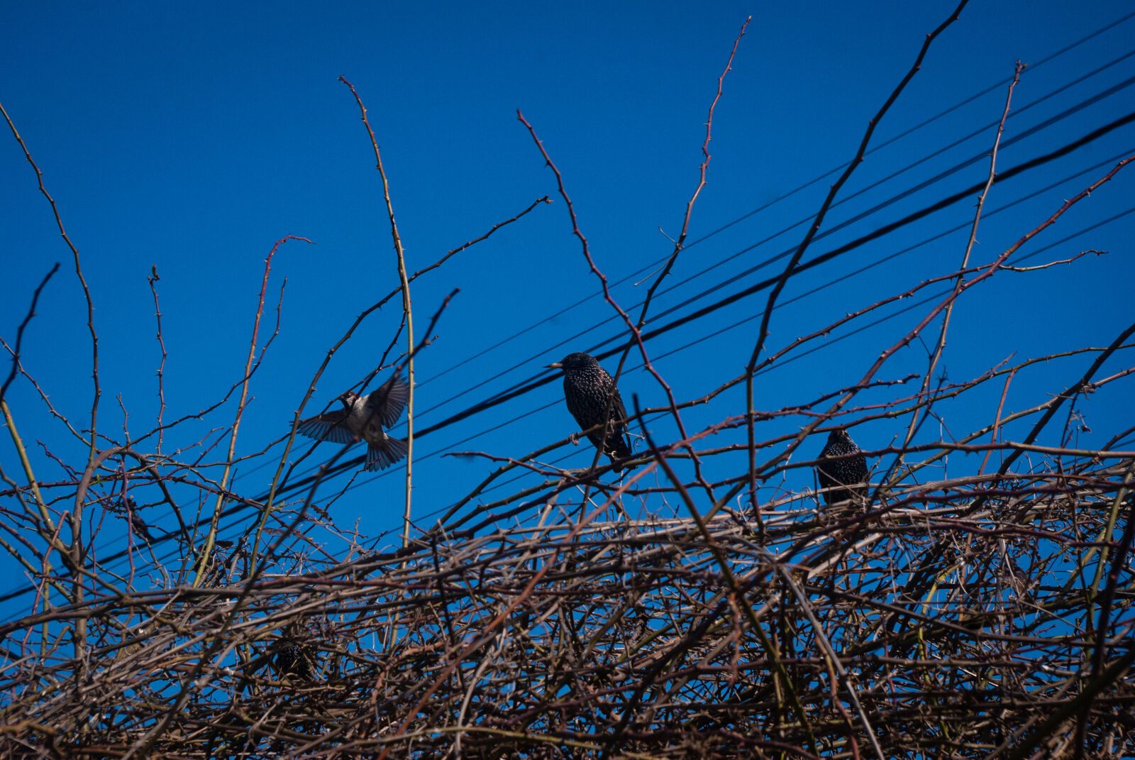 Pentax K-m (K2000) sample photo
