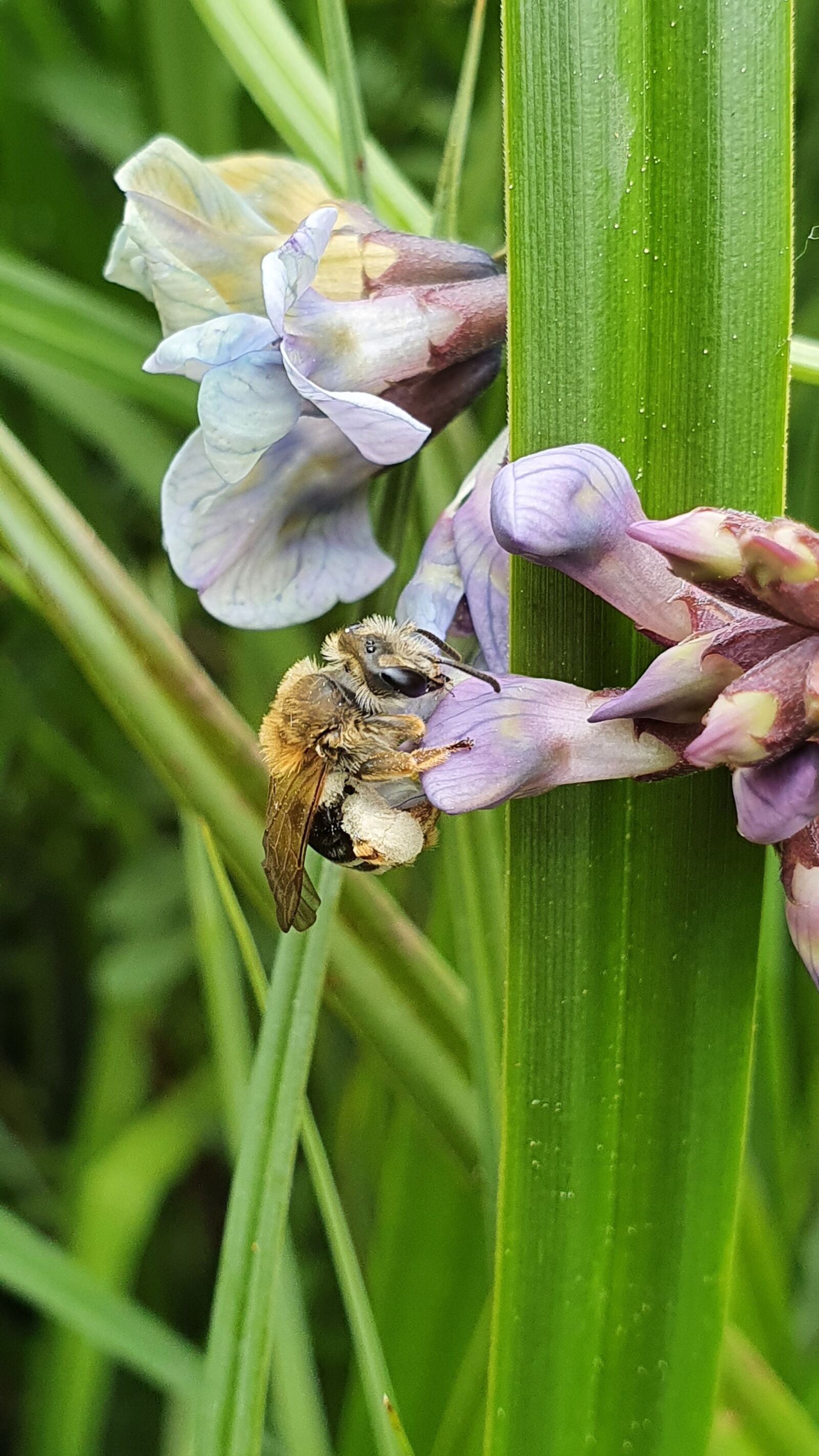 Samsung Galaxy S10+ sample photo. Wild bee, blossom, bloom photography