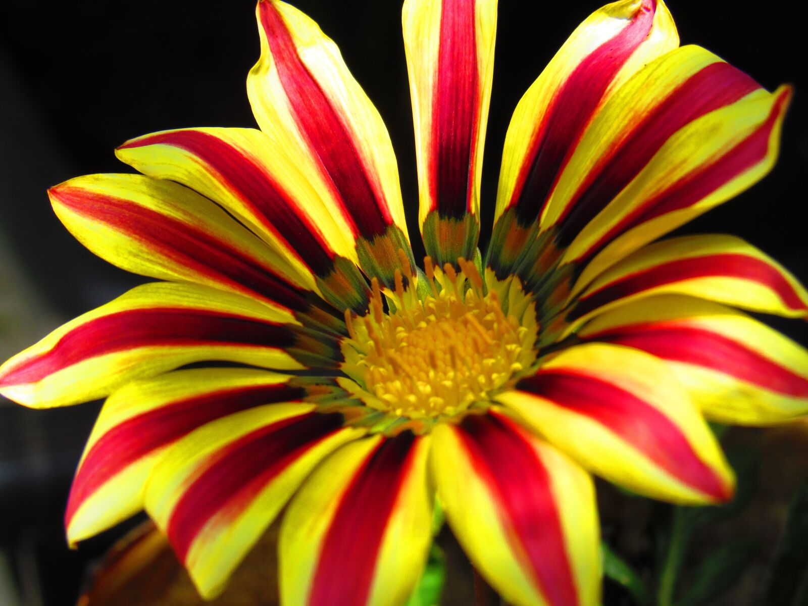 Canon PowerShot SX520 HS sample photo. Sunflower mexican, flower, nature photography